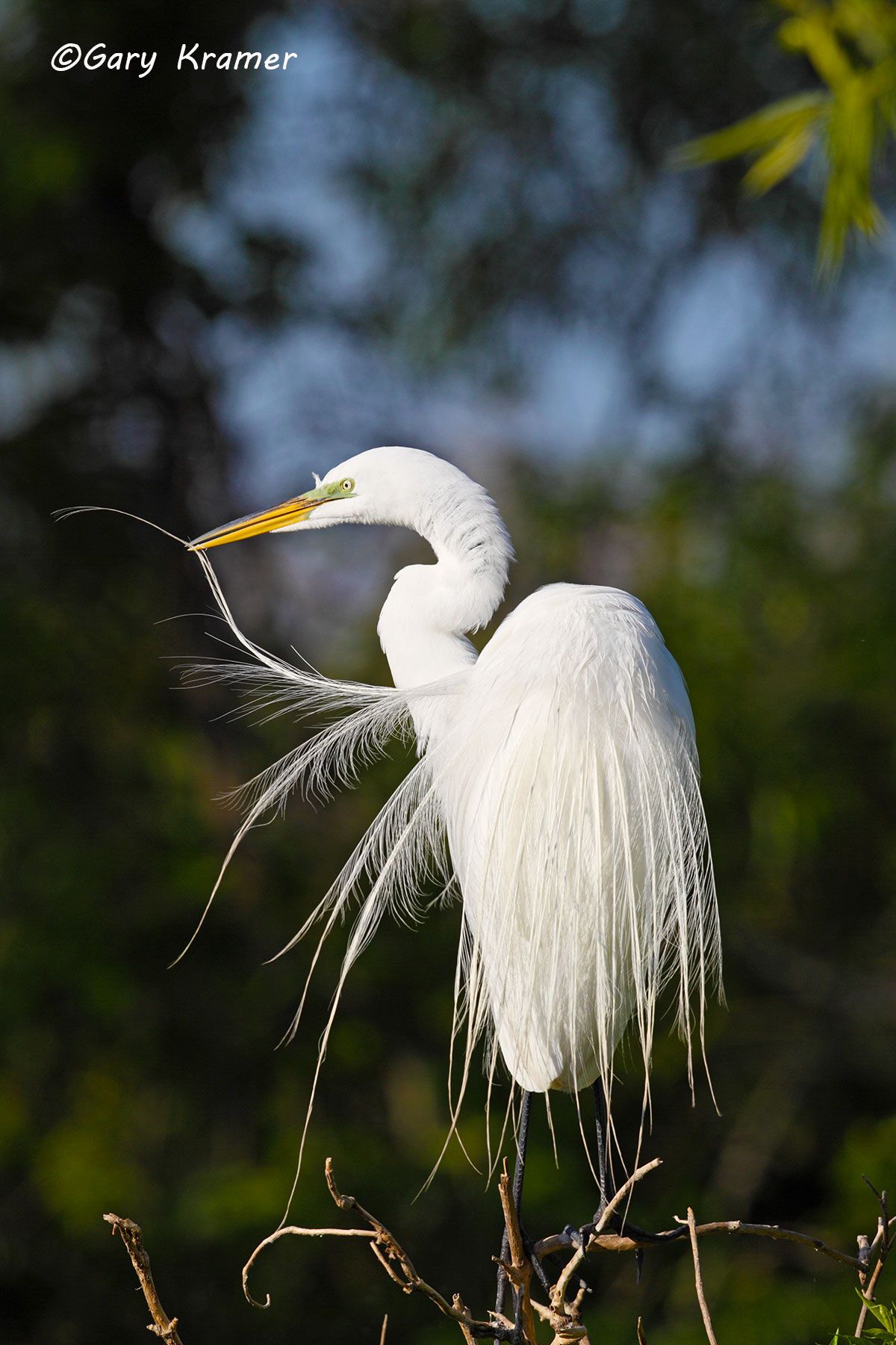 Great Egret  (Casmerodius albus) Great Egret  (Casmerodius albus) - NBHE#295d