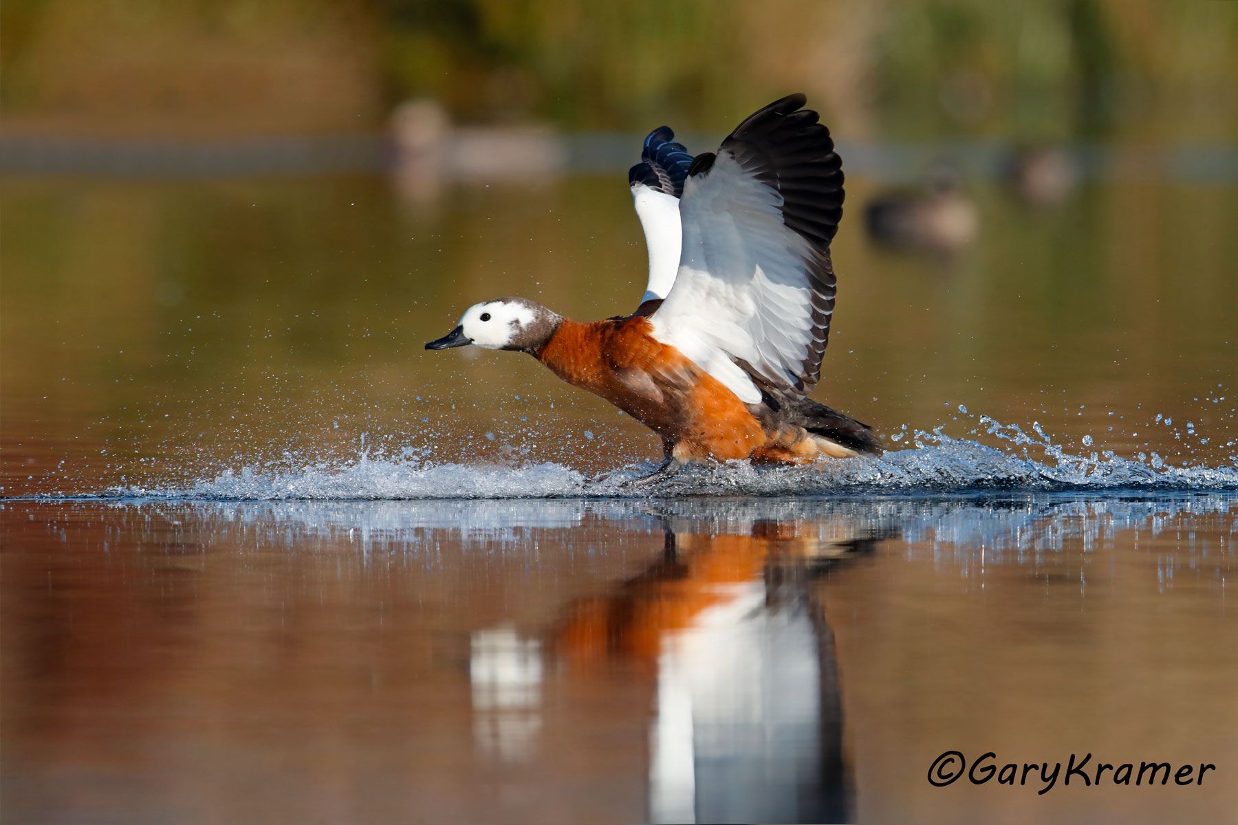 South African Shelduck (Tadorna cana) South African Shelduck (Tadorna cana) - ABWSc#182d (South Africa)