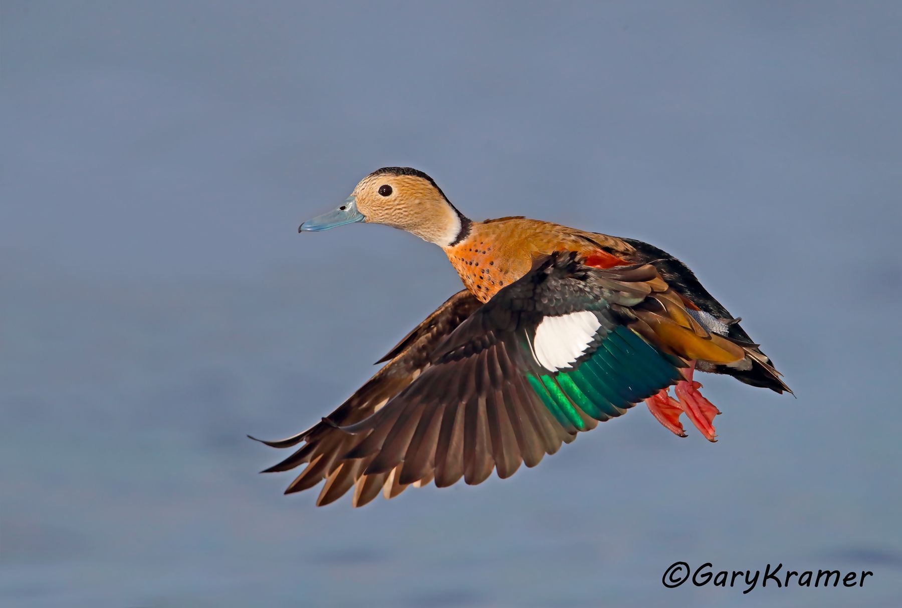 Ringed Teal (Callonetta leucophrys) - SBWT#105d (Uruguay)