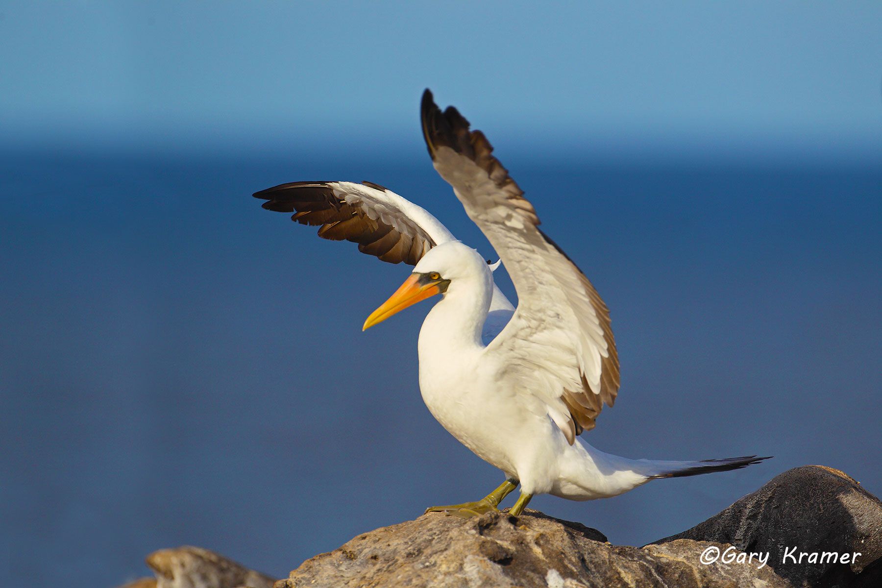 Nazca Booby (Sula granti) - SBBn#029d.jpg