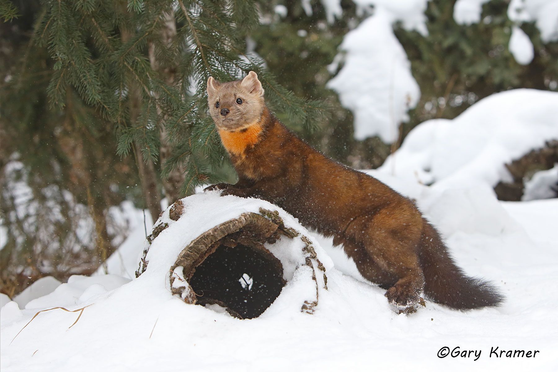 Wildlife - Gary Kramer Photographer / Writer