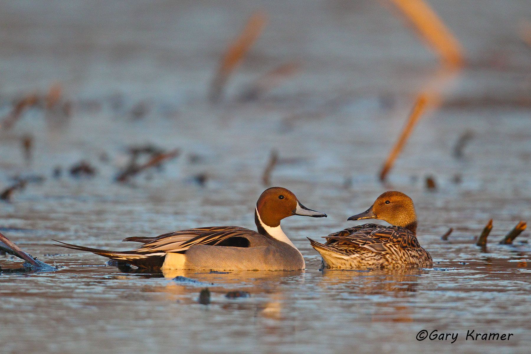 Northern Pintail (Anas acuta)  - NBWP#4650d