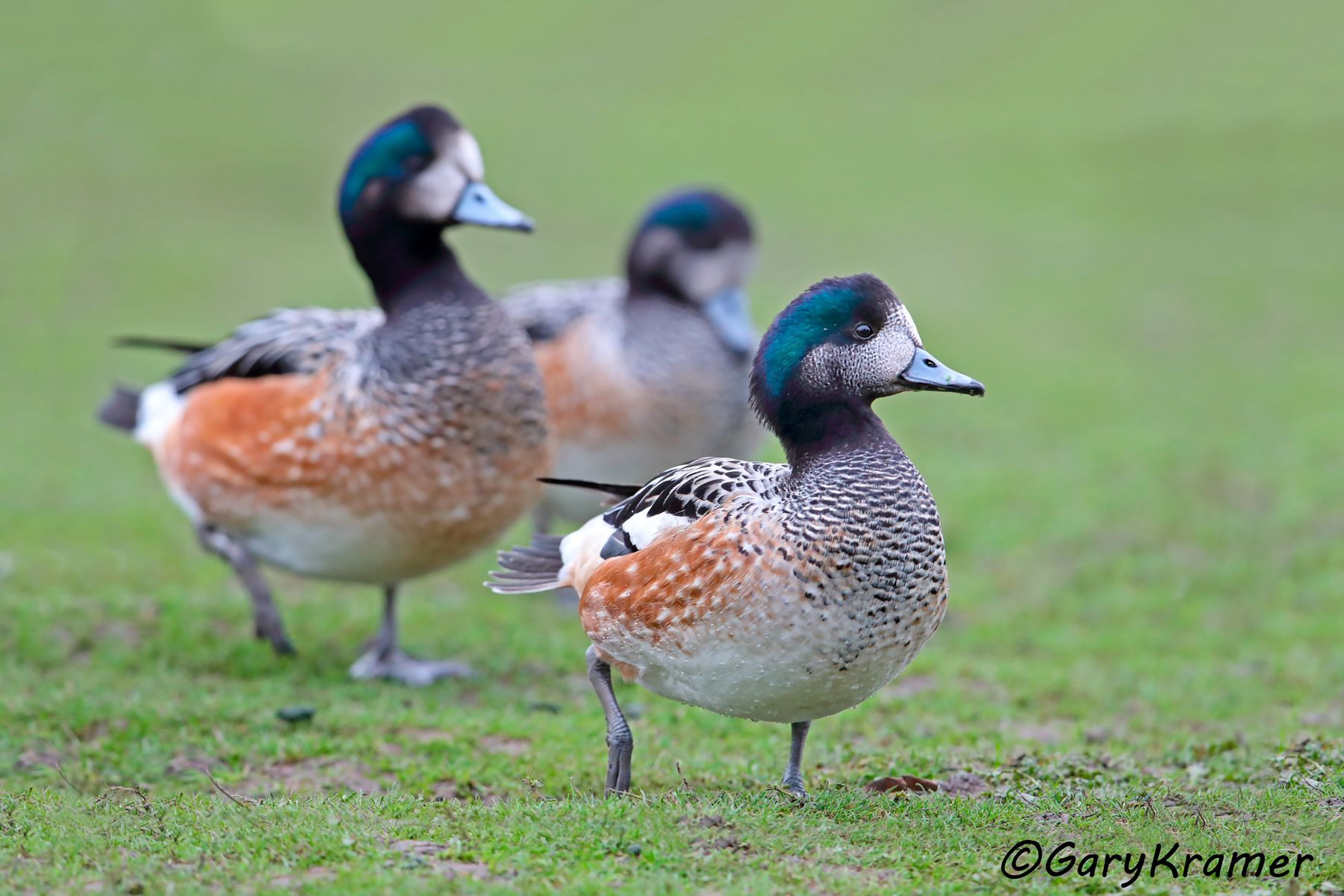 Chiloe Wigeon (Mareca sibilatrix) - SBWWc#082d (Argentina)