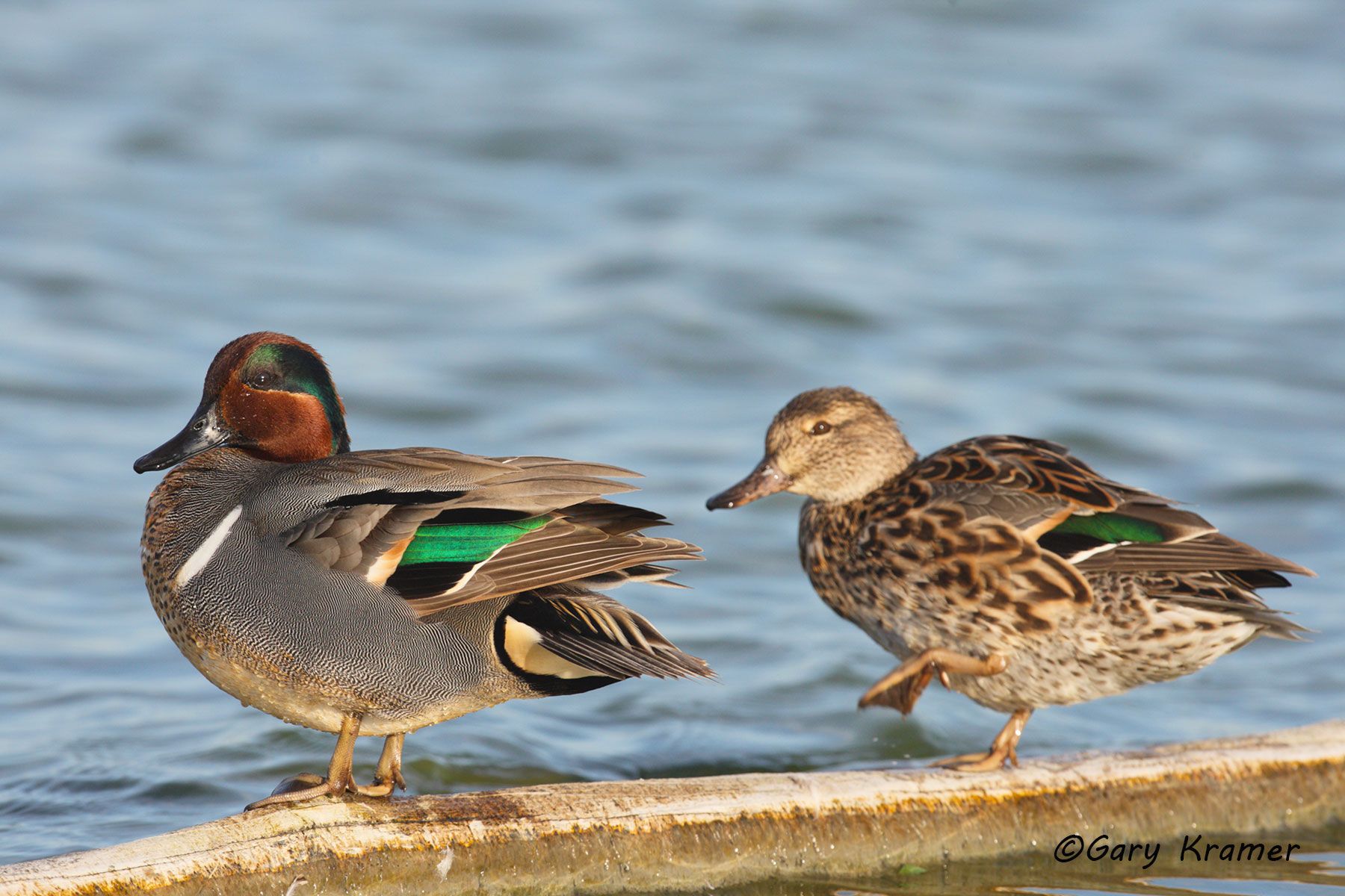 Green-winged Teal (Anas crecca) by GaryKramer.net, 530-934-3873, gkramer@cwo.com Green-winged Teal (Anas crecca) - NBWTg#536d