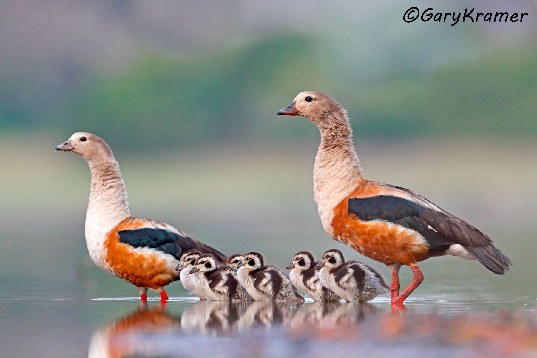 Orinoco Goose (Neochen jubata) - SBWGo#231d (Colombia)