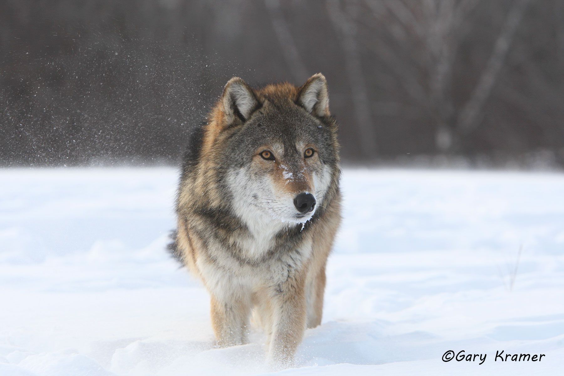Gray Wolf (Canis lupus) - NMWg#1012d