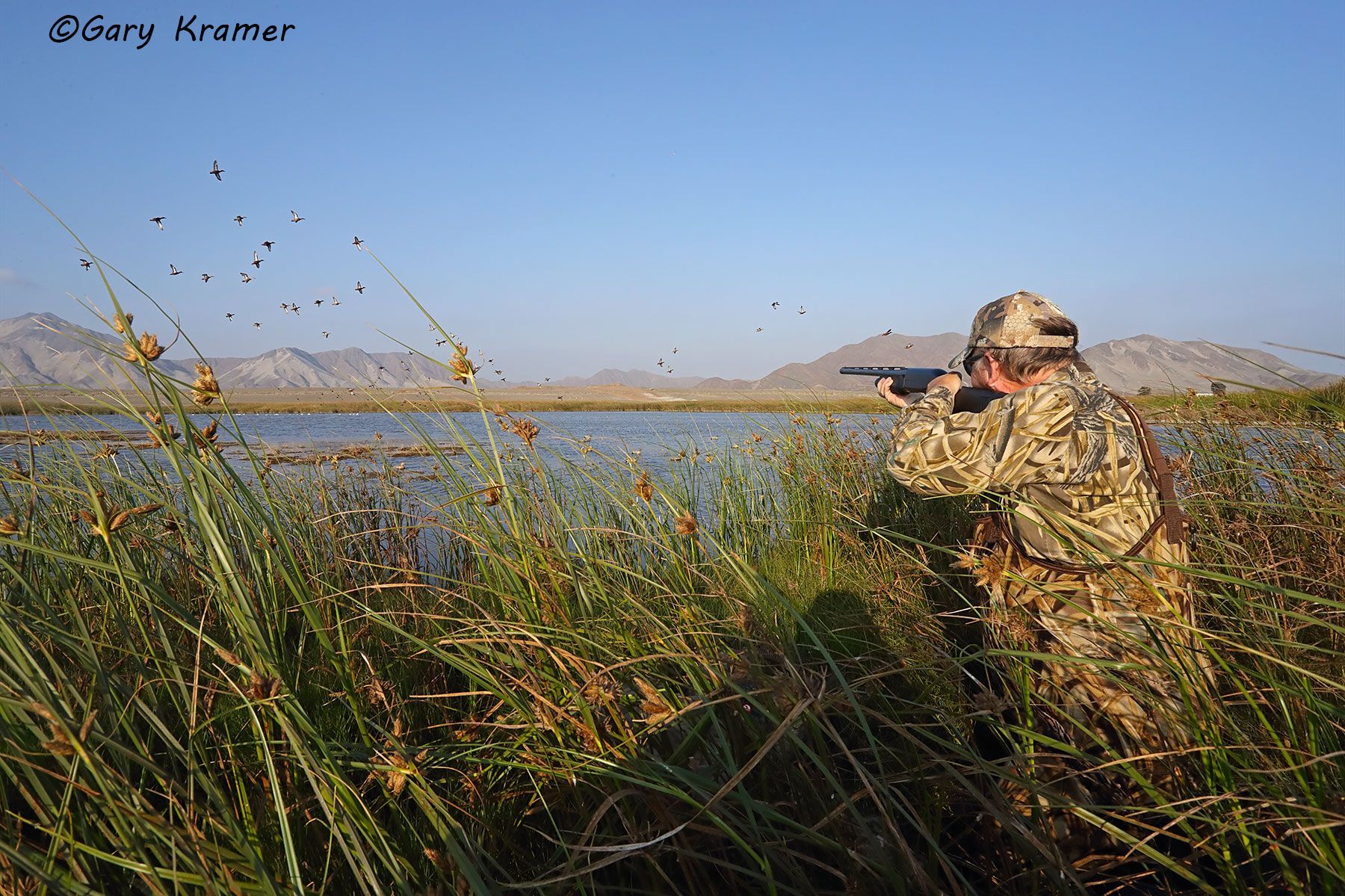 Hunter(s) shooting at Cinnamon Teal over decoys, Peru Hunter shooting at Cinnamon Teal over decoys, Peru - SHPctd#004d