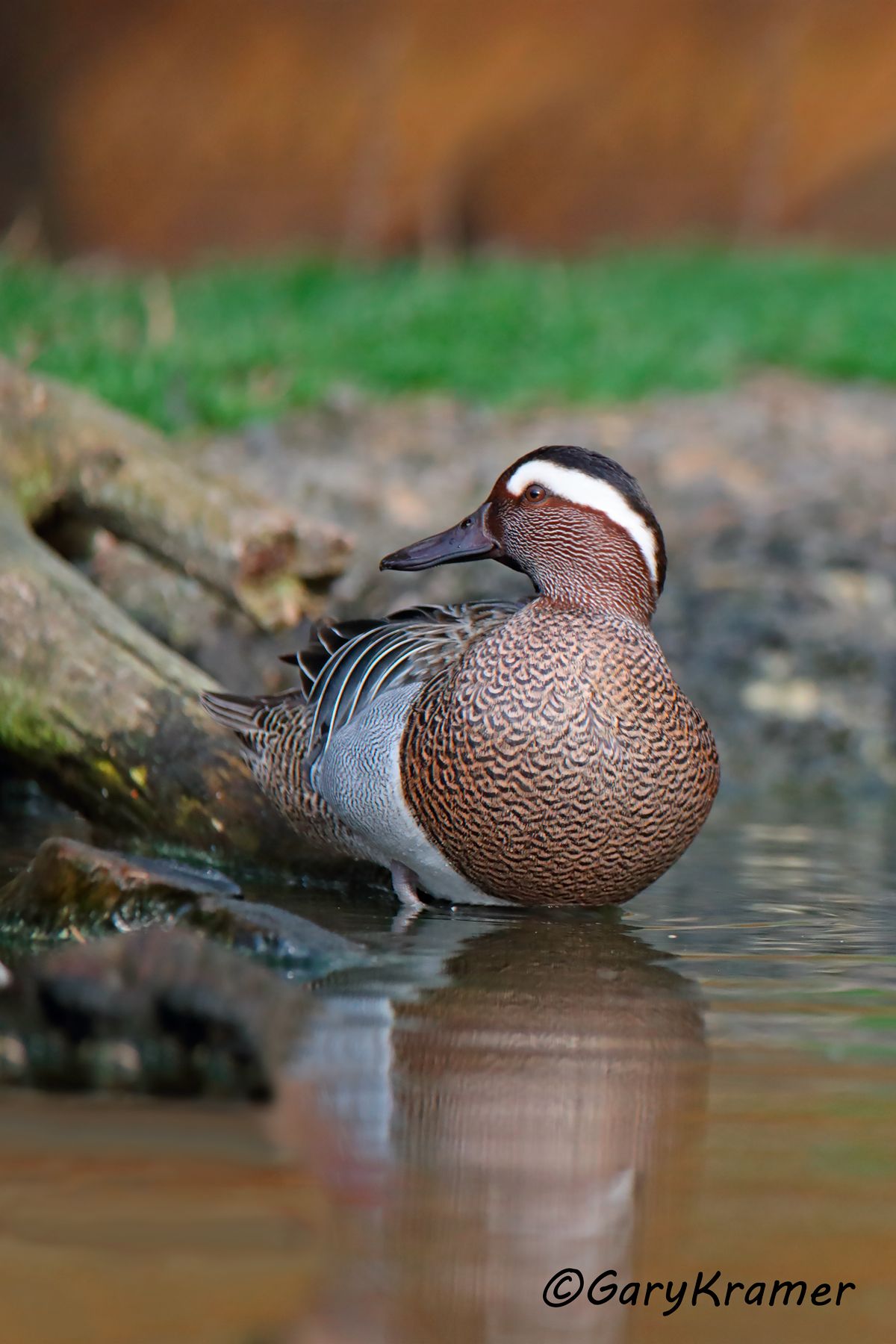 Garganey (Anas querquedula)  Garganey (Anas querquedula) - EBWGa#082d(2)