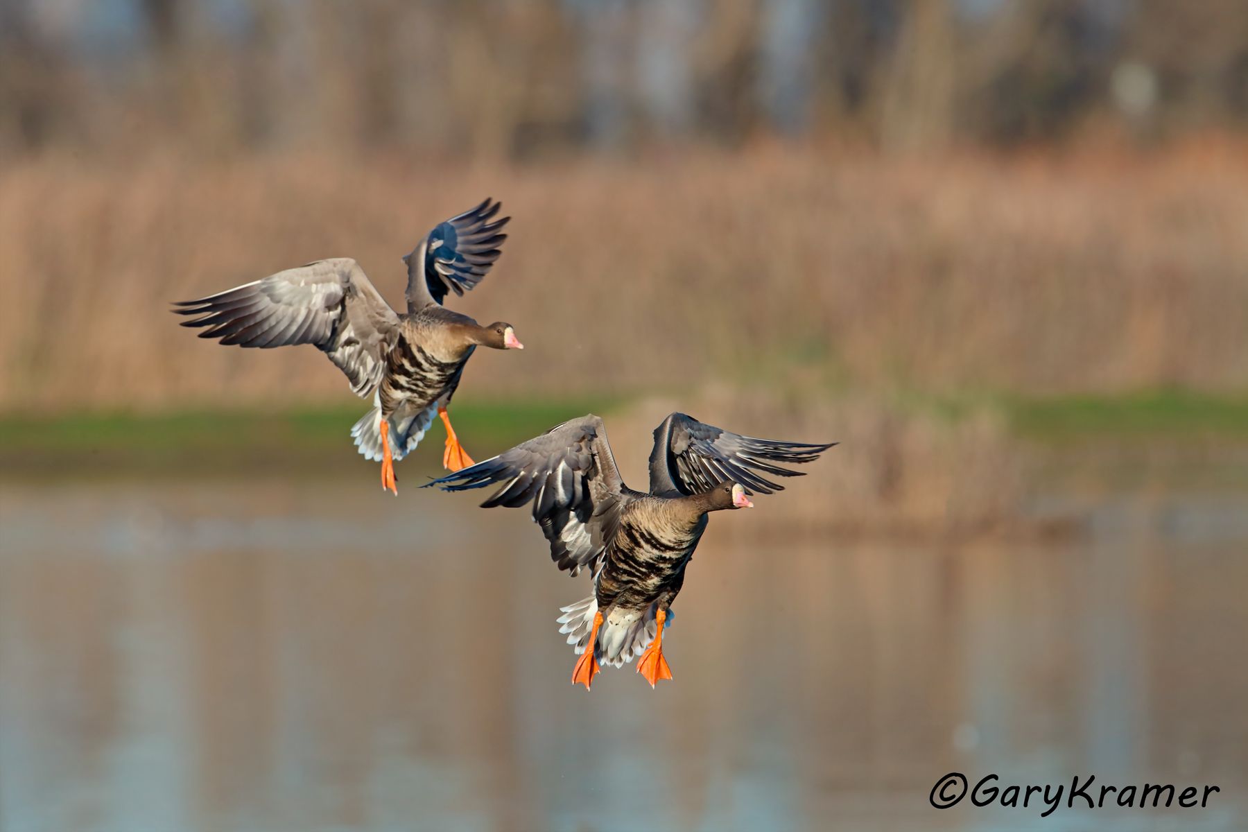 White-fronted Goose (Anser albifrons) - NBWWf#2278d