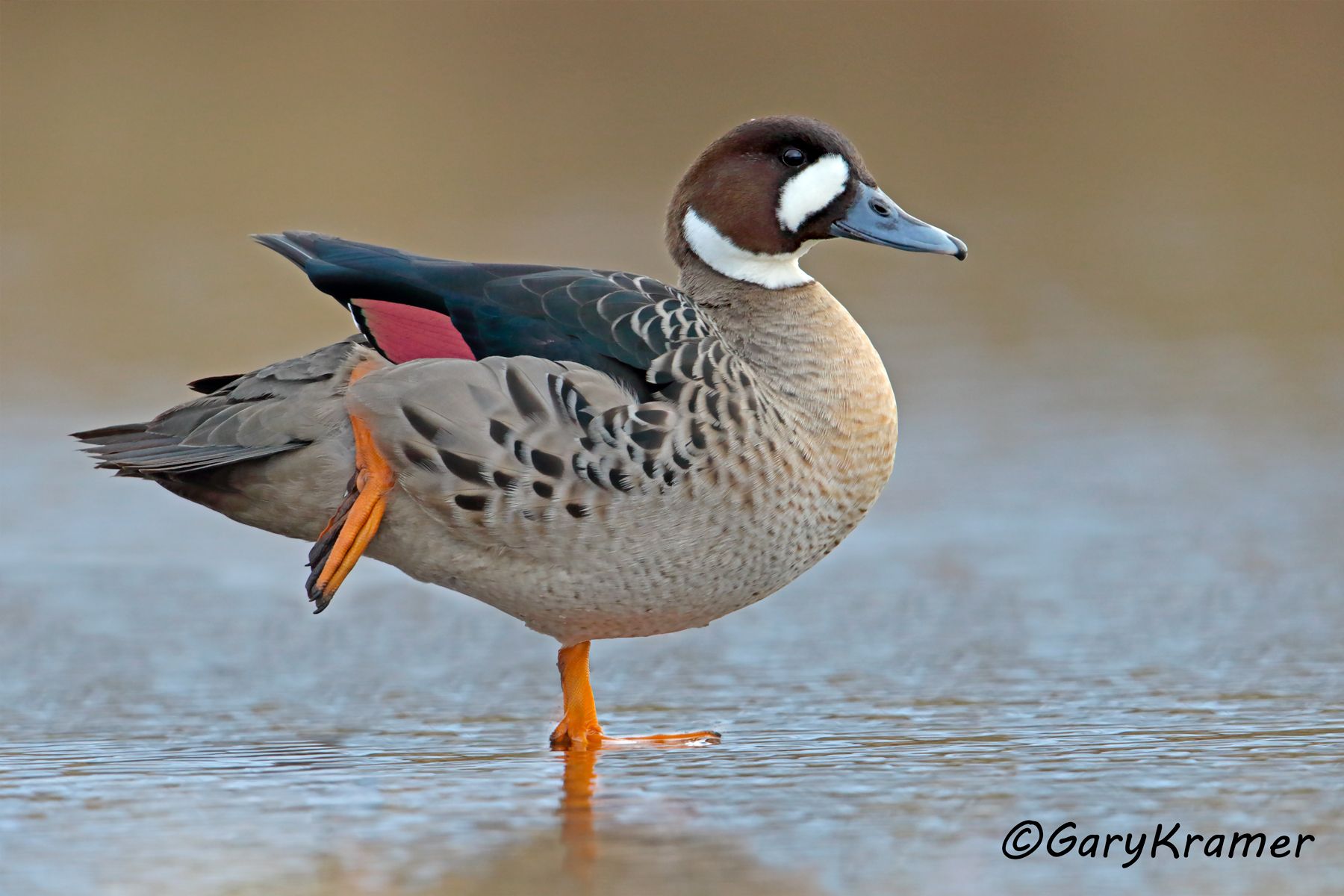 Bronze-winged Duck (Speculanas specularis) - SBWBw#511d (Chile)