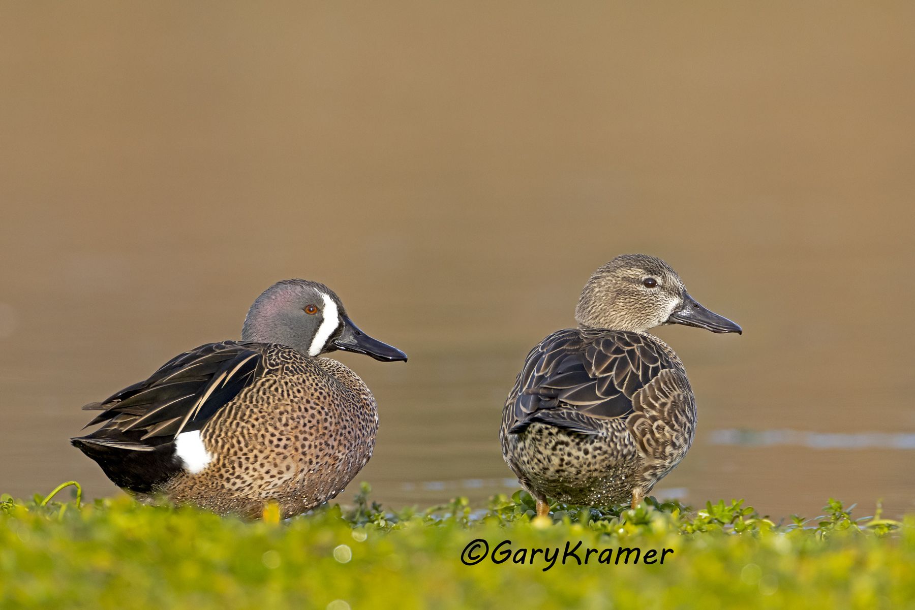 Blue-winged Teal (Anas discors) - NBWTb#1505d(2)