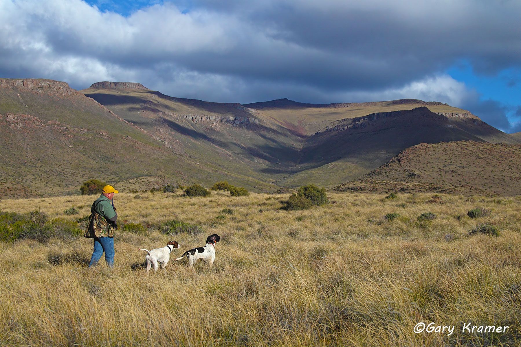 Upland bird hunter(s) & Pointer(s) Upland bird hunter & Pointer, South Africa - NHUp#431d