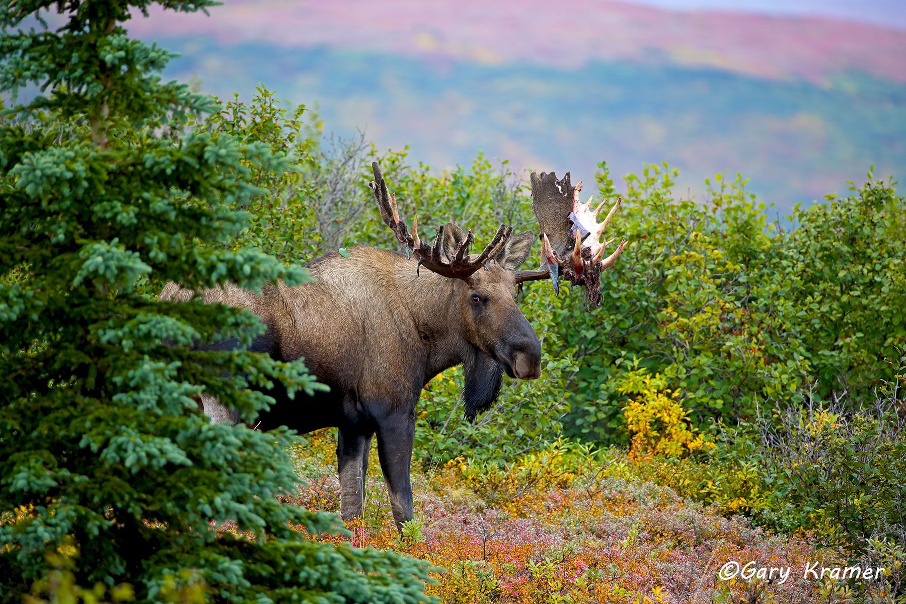 Moose (Alces alces) by GaryKramer.net, 530-934-3873, gkramer@cwo.com Moose (Alces alces) - NMM#763d