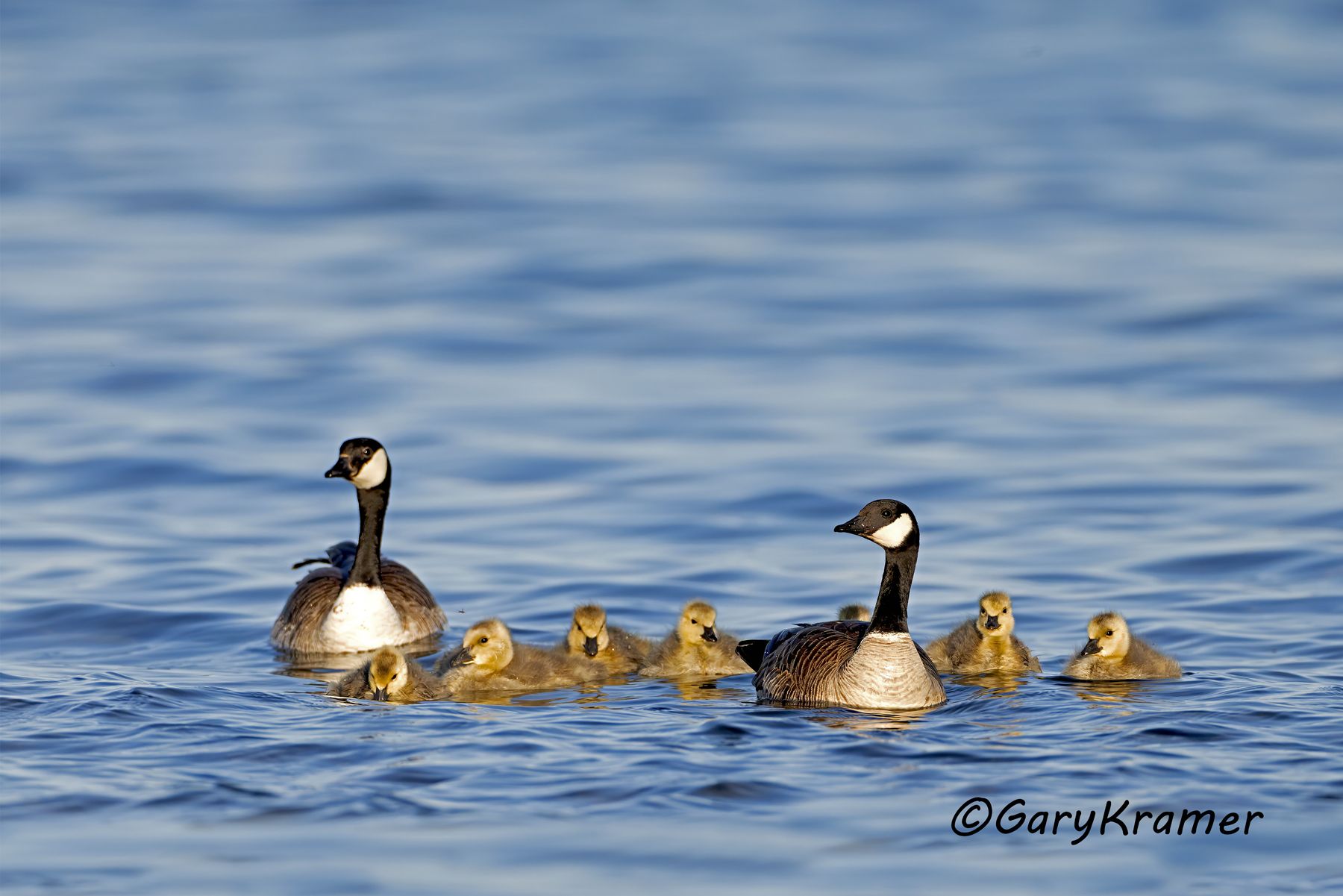 Cackling Goose (Richardson's) (Anser hutchinsii hutchinsii) - NBWCcr#064d