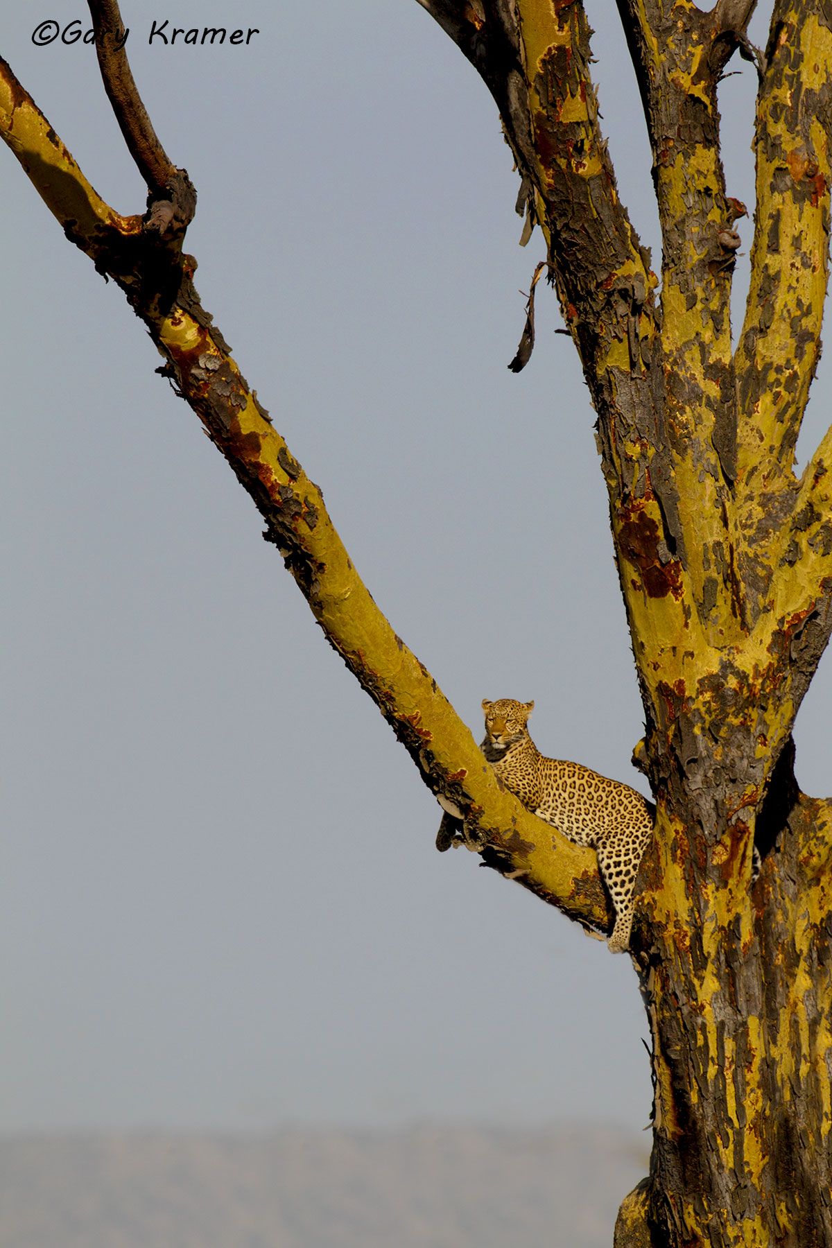 Leopard (Panthera pardus) - AMPL#344d.jpg