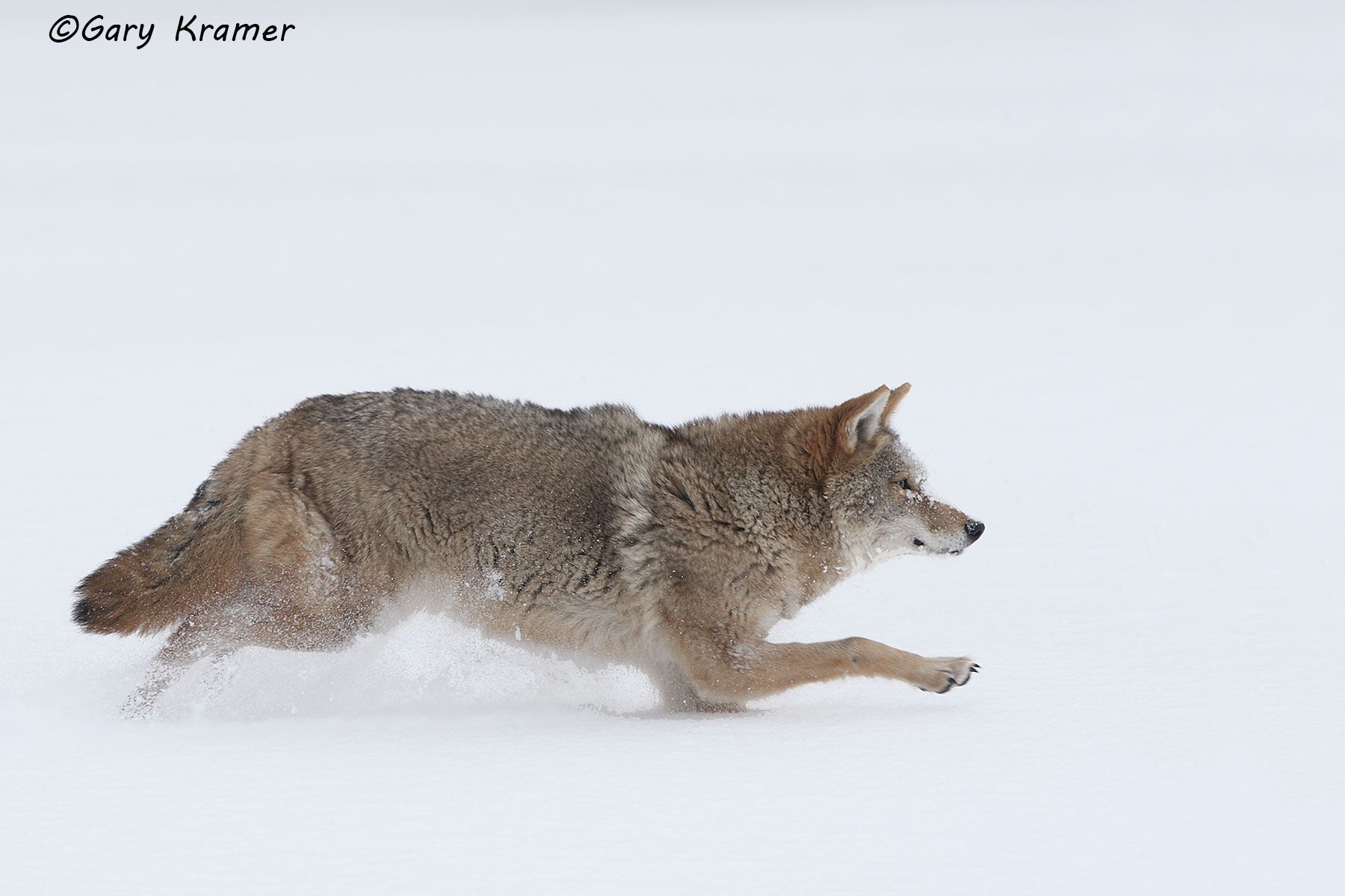Coyote (Canis latrans) - NMC#393d