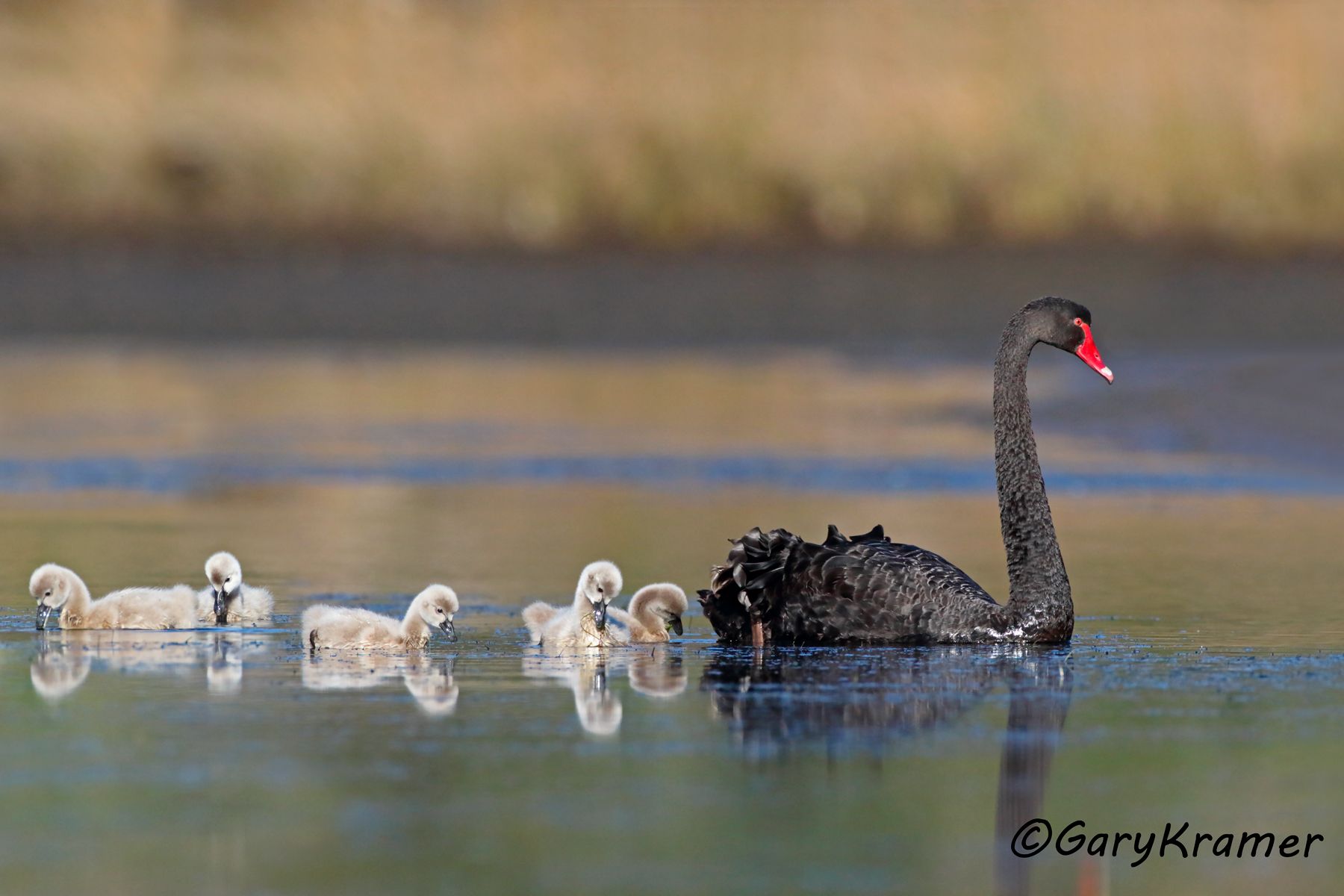 Black Swan (Cygnus atratus)  Black Swan (Cygnus atratus) - OBWSbc#283d(2)