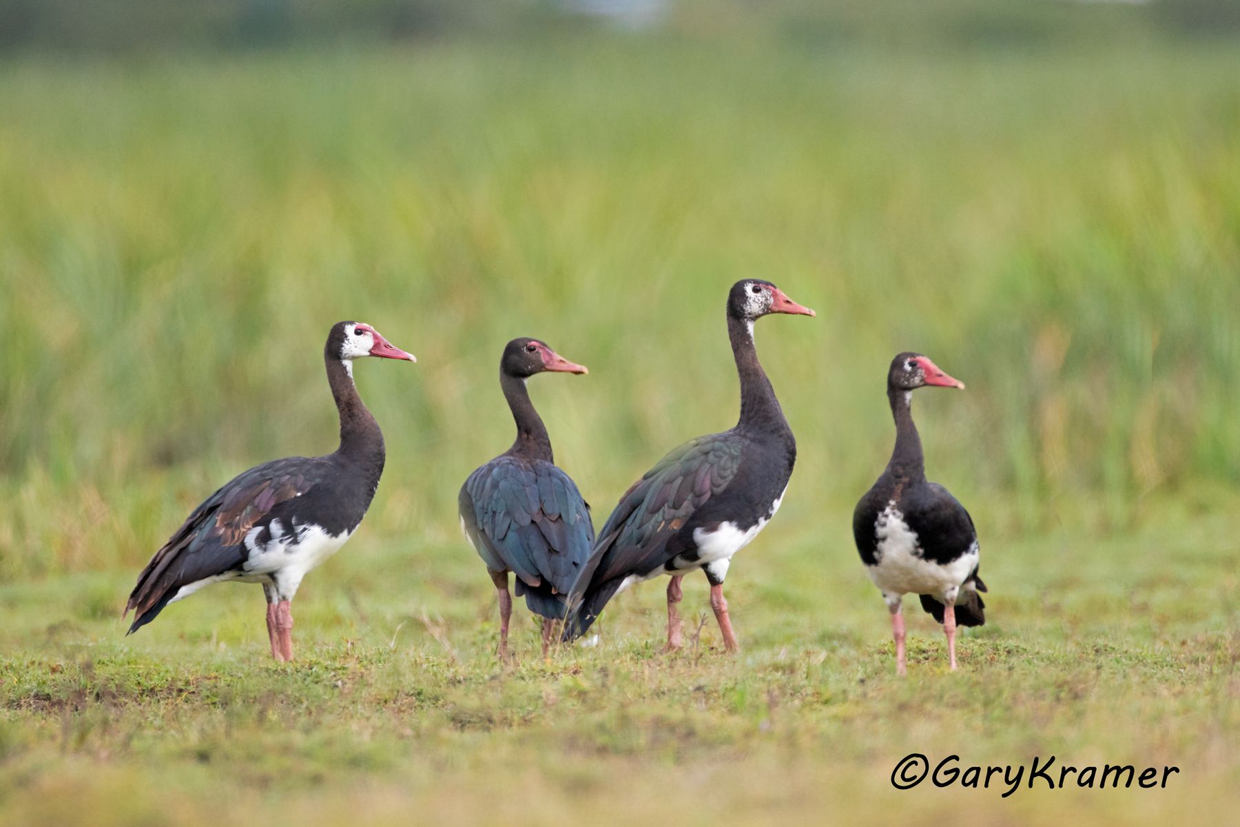 Spur-winged Goose (Plectropterus gambensis)  Spur-winged Goose (Plectropterus gambensis) - ABWG#213d(2) (Kenya)