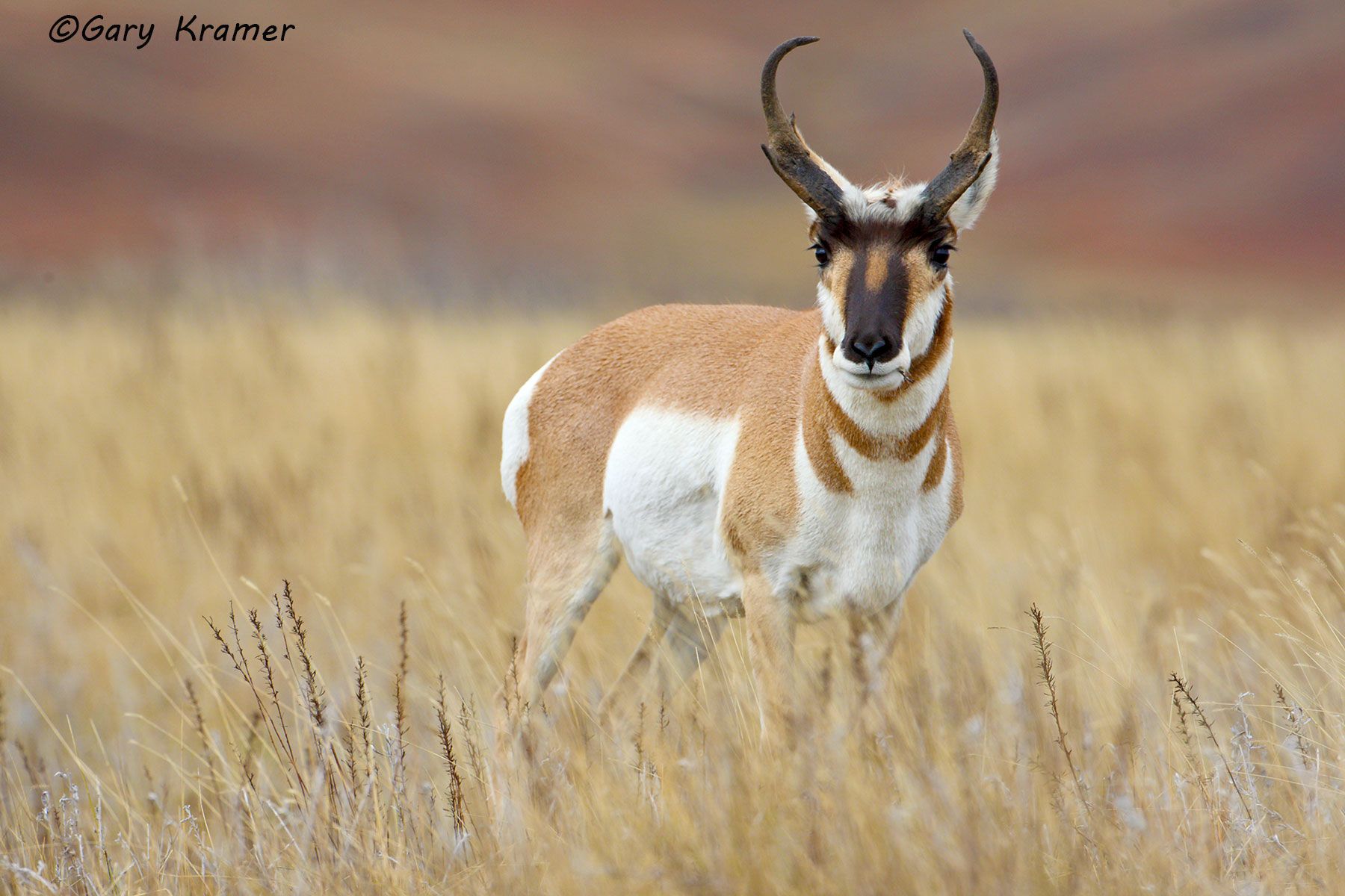 Pronghorn (Antilocapra americana) - NMP#323d