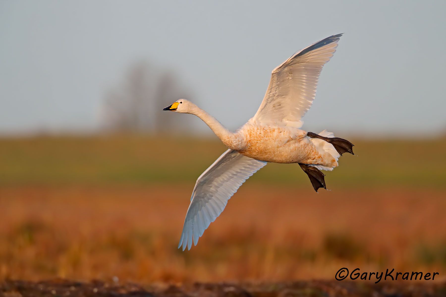 Whooper Swan (Cygnus cygnus)  Whooper Swan (Cygnus cygnus) - EBWSw#122d