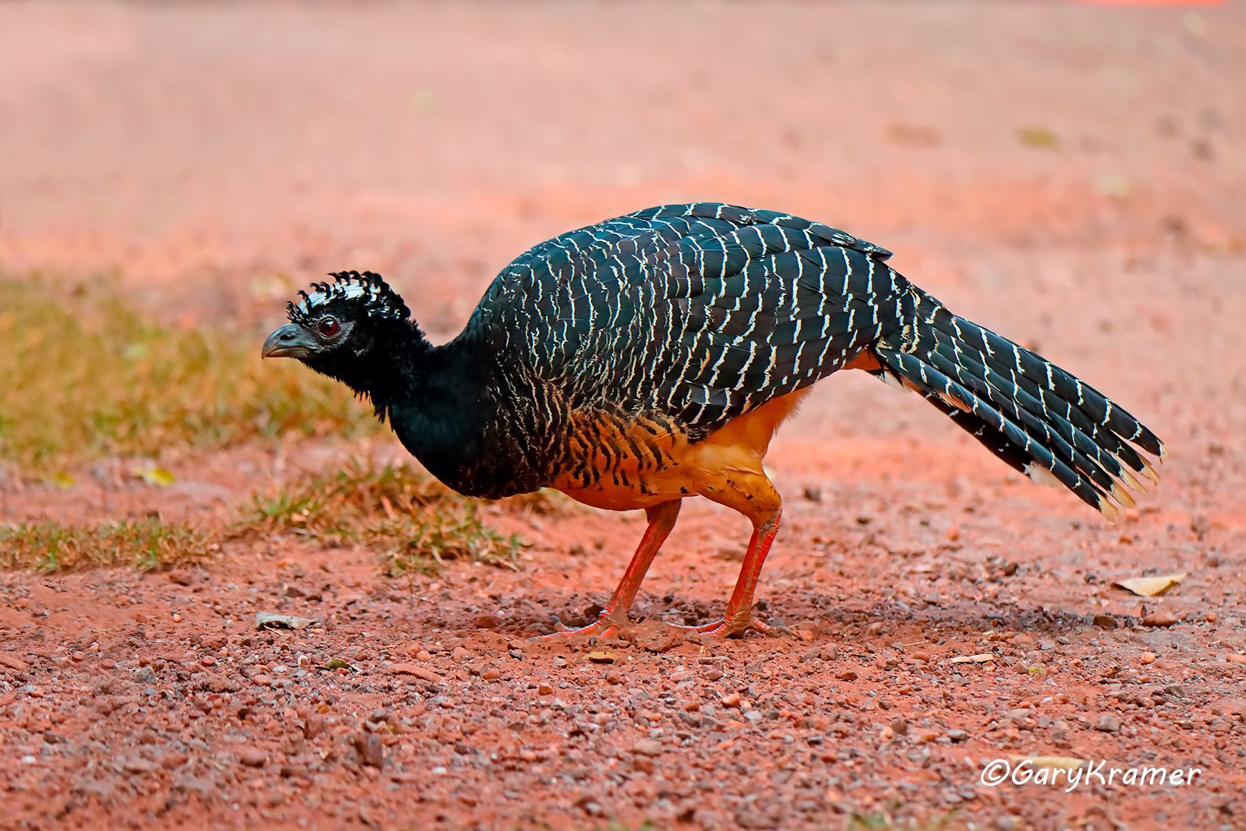 Bare-faced Curassow (Crax fasciolata) Bare-faced Curassow (Crax fasciolata) - SBCbf#006d