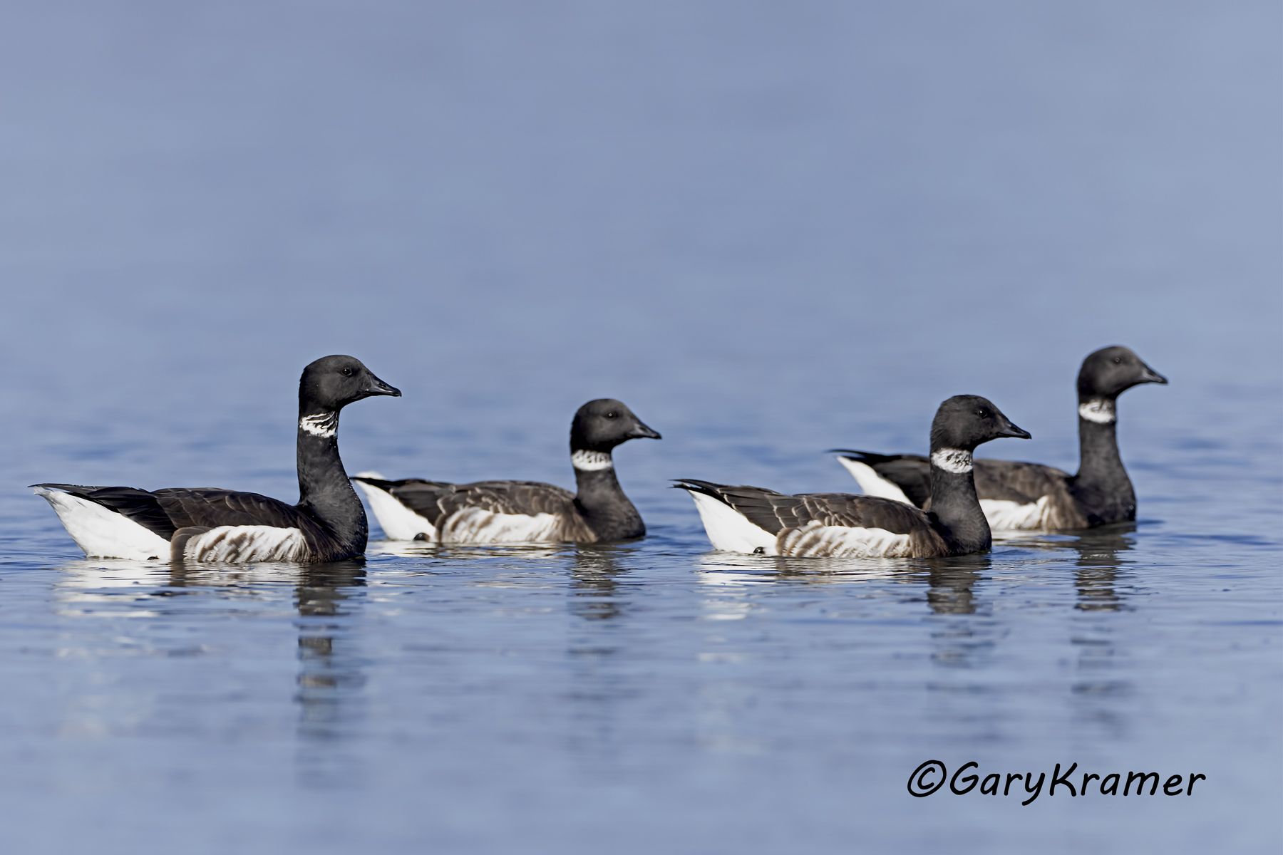 Black (Pacific) Brant (Branta bernicla nigricans) - NBWBp#1590d
