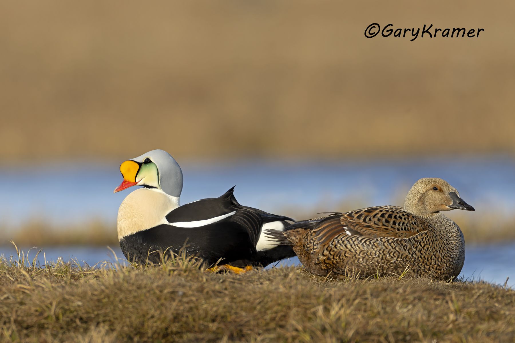 King Eider (Somateria spectabilis) - NBWEk#949d(2)