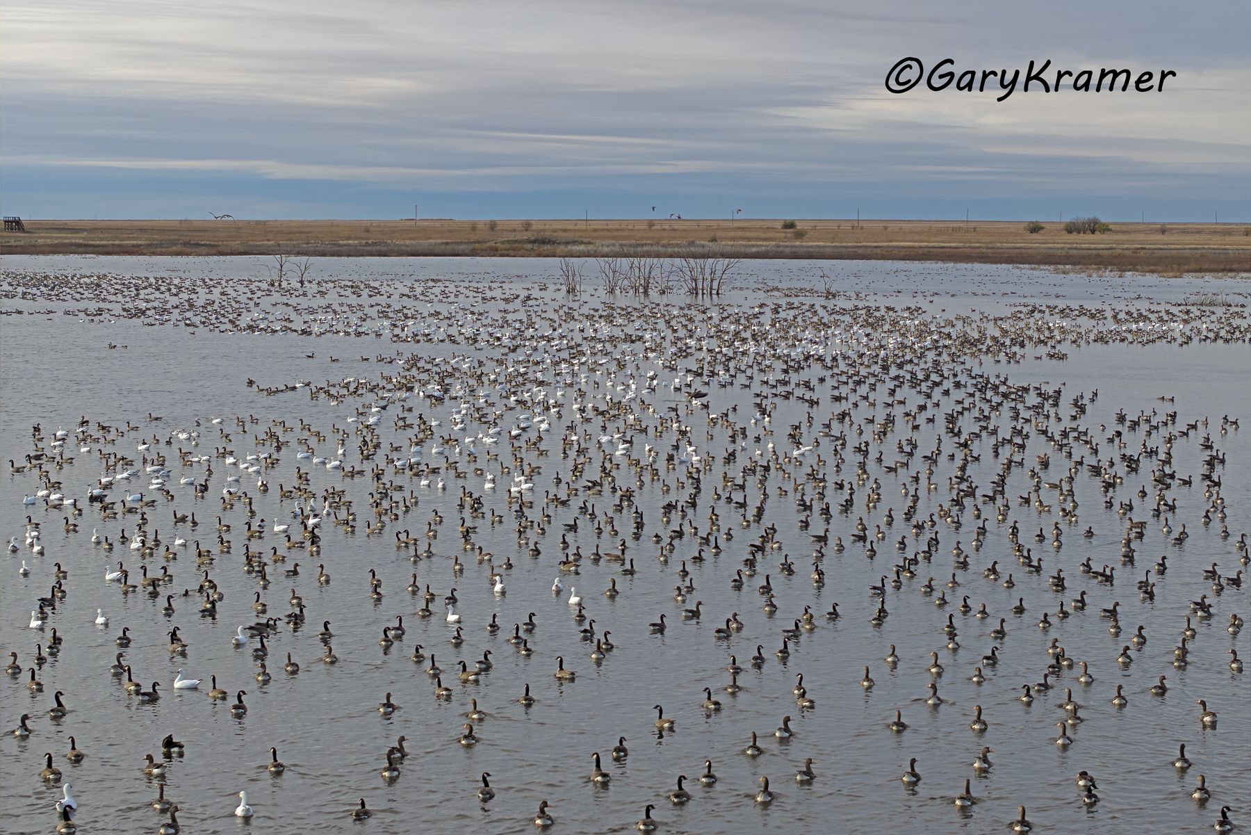 Mixed Waterfowl Flocks - NSOwh#004d