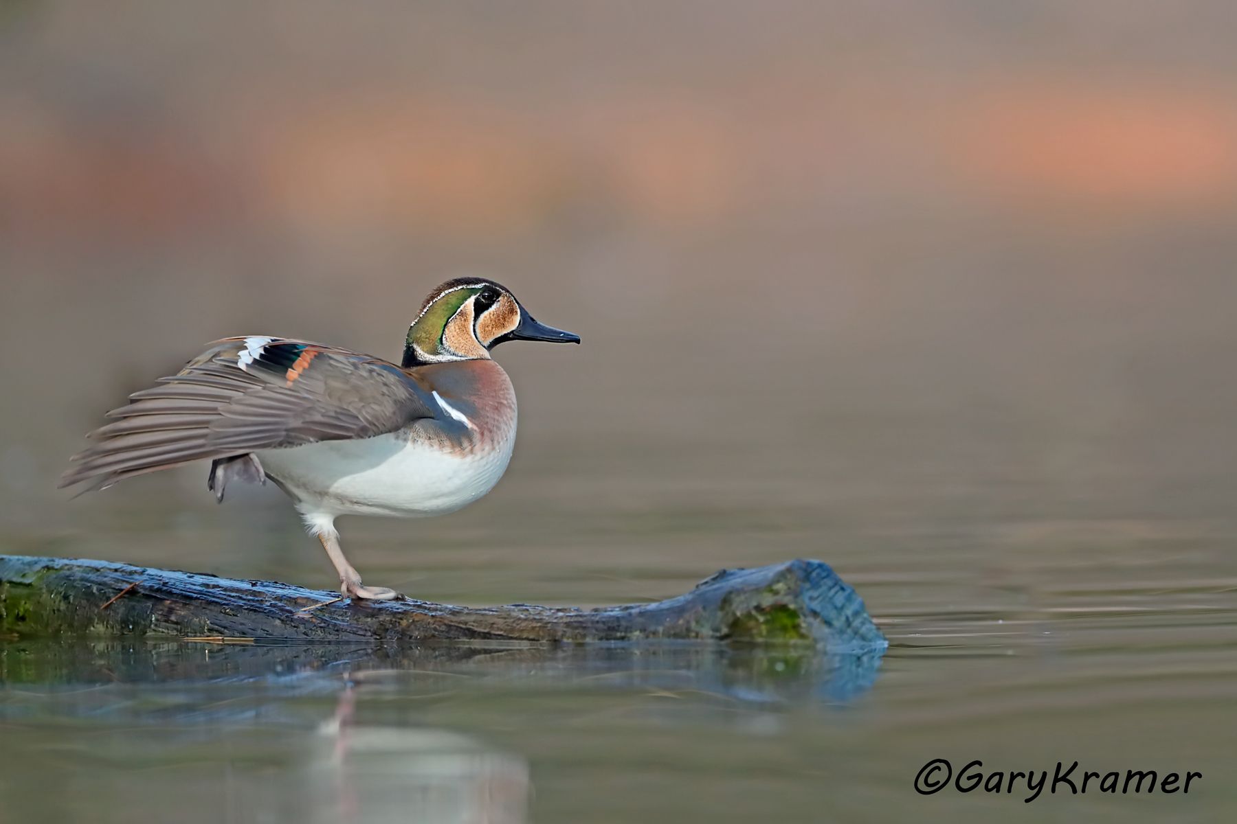 Baikal Teal (Anas formosa)  Baikal Teal (Anas formosa) - SBWB#112d
