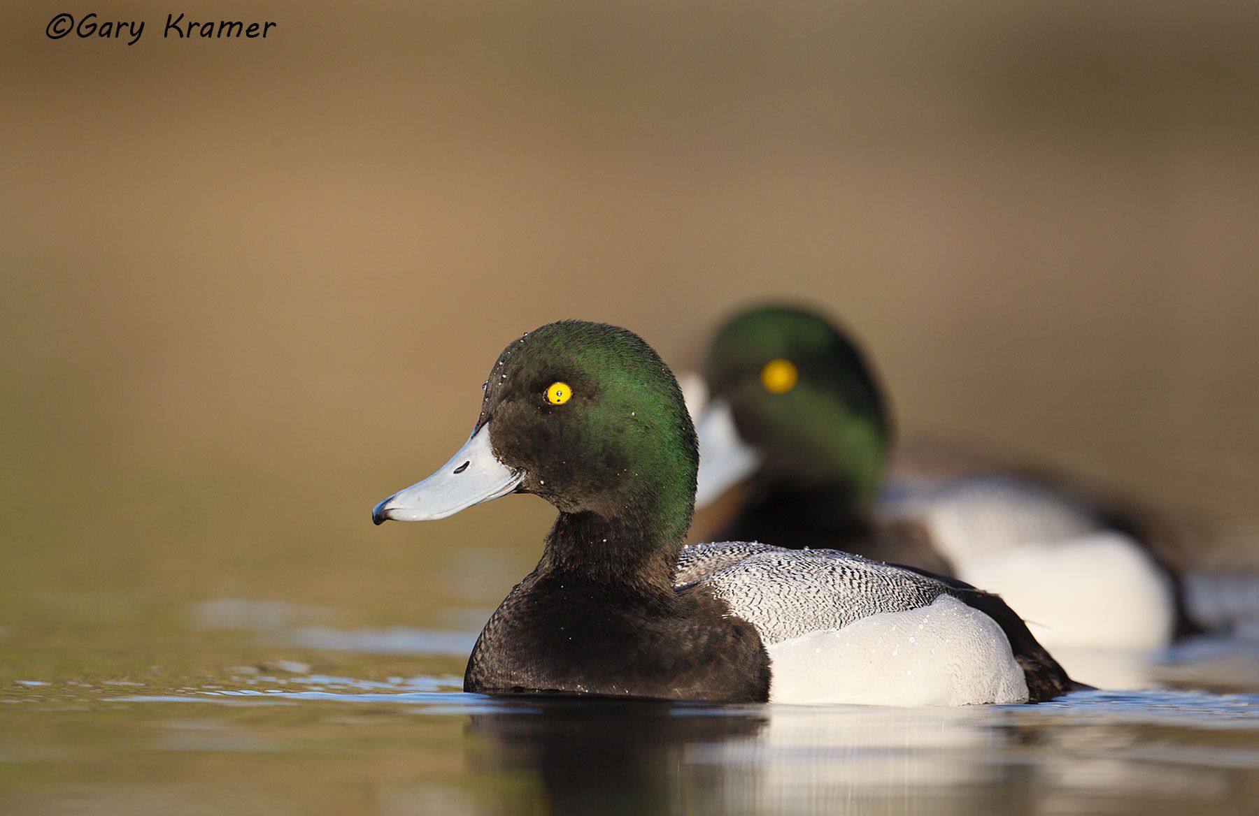 Greater Scaup (Aythya marila) - NBWSga#439d