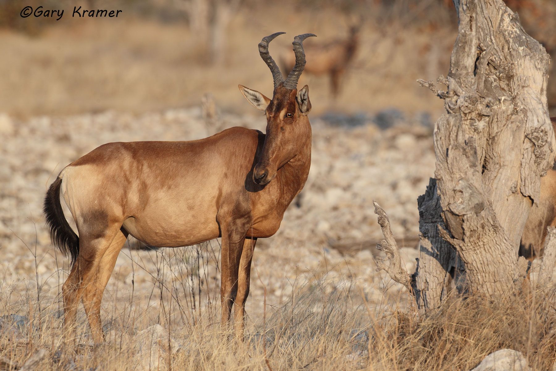 Red (Southern) Hartebeest (Alcelaphus buselaphus caama) Red (Southern) Hartebeest (Alcelaphus buselaphus caama) - AMUHr#020d