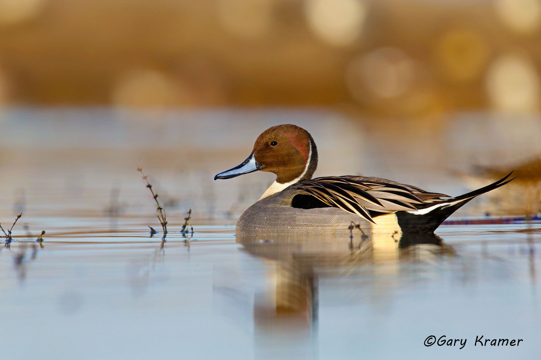 Northern Pintail (Anas acuta)  - NBWP#4973d