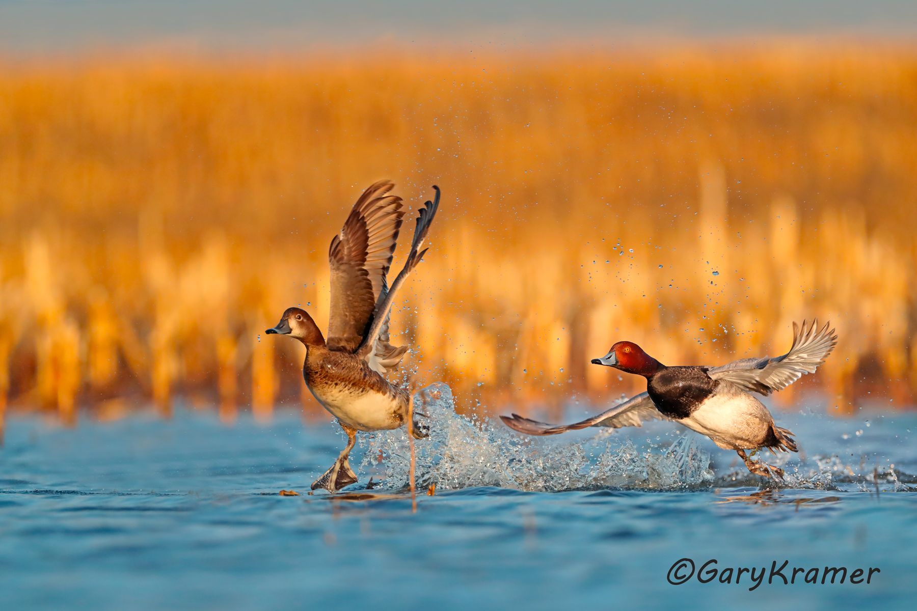 Redhead (Aythya americana) Redhead (Aythya americana) - NBWR#1618d(2)