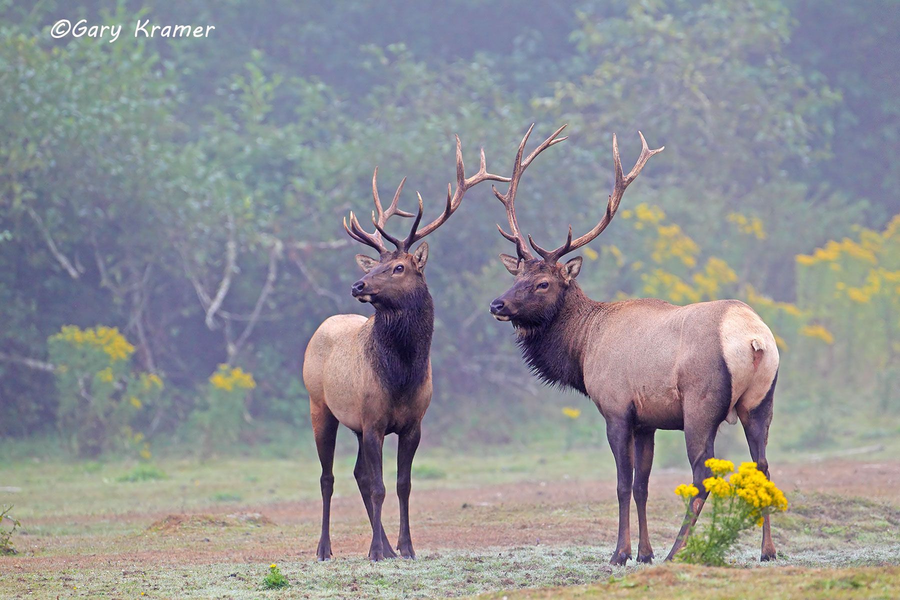 Roosevelt's Elk (Cervus elaphus roosevelti) - NMERo#471d