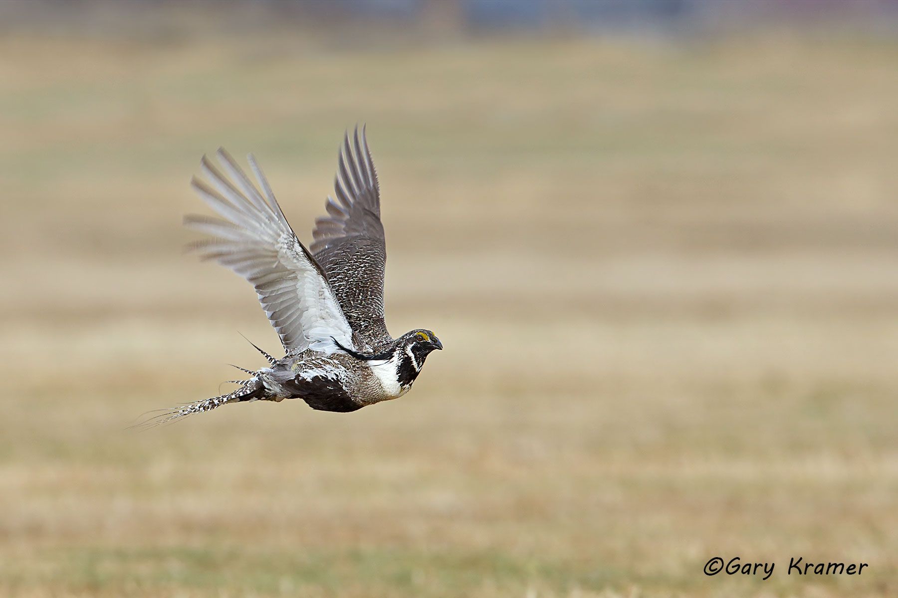 Gunnison Sage Grouse (Centrocerus minimus) Gunnison Sage Grouse (Centrocerus minimus) - NBGGa#956d