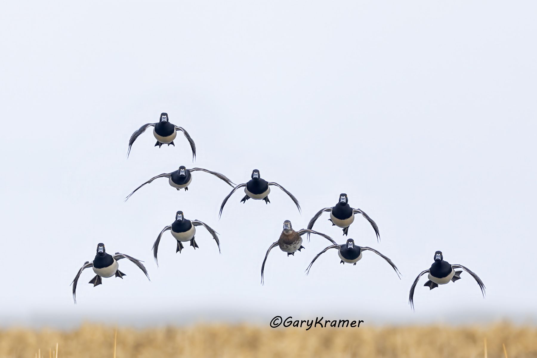 Ring-necked Duck (Aythya collaris) Ring-necked Duck (Aythya collaris) - NBWRn#1283d(3)