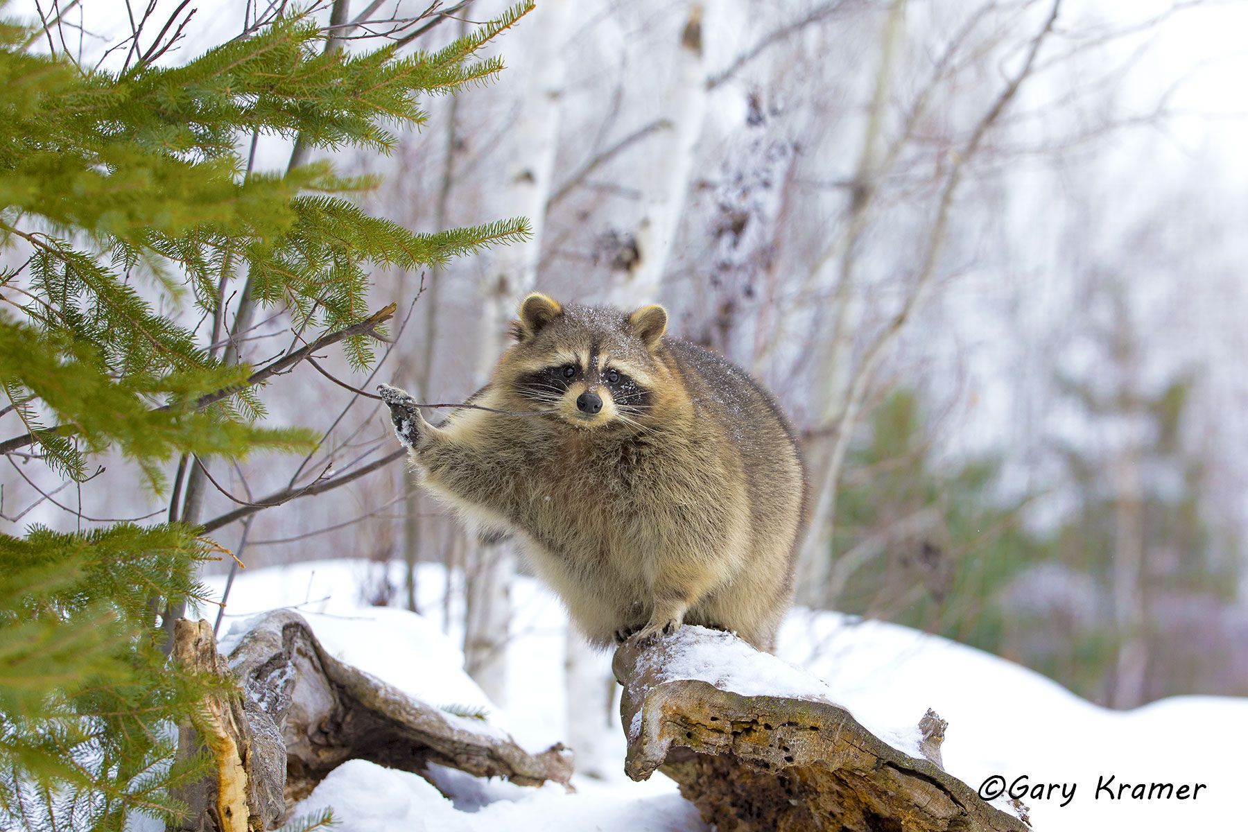 Raccoon (Procyon lotor) by GaryKramer.net, 530-934-3873, gkramer@cwo.com Raccoon (Procyon lotor) - NMMR#483d