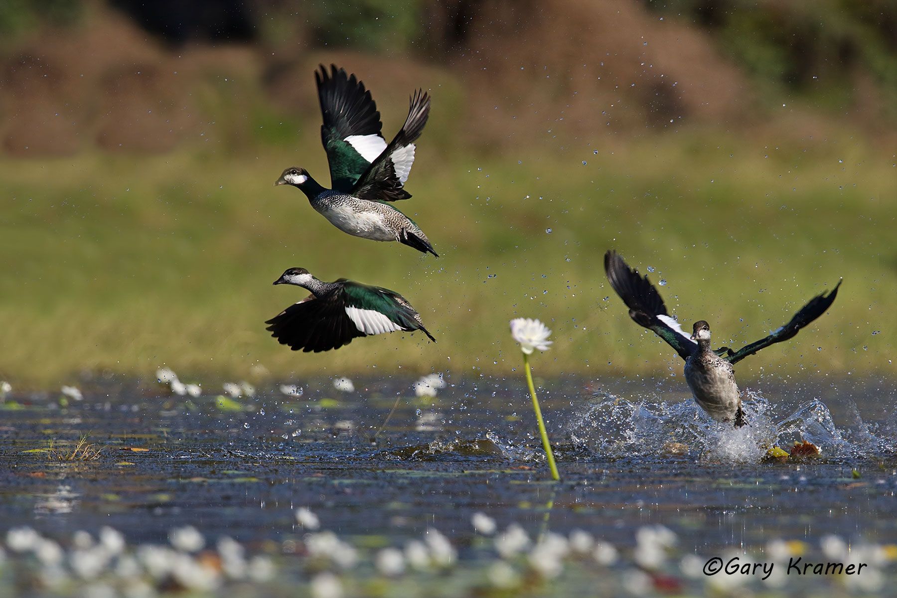 Green Pygmy Goose (Nettapus pulchellus) Australia - OBWPga#011d(2)