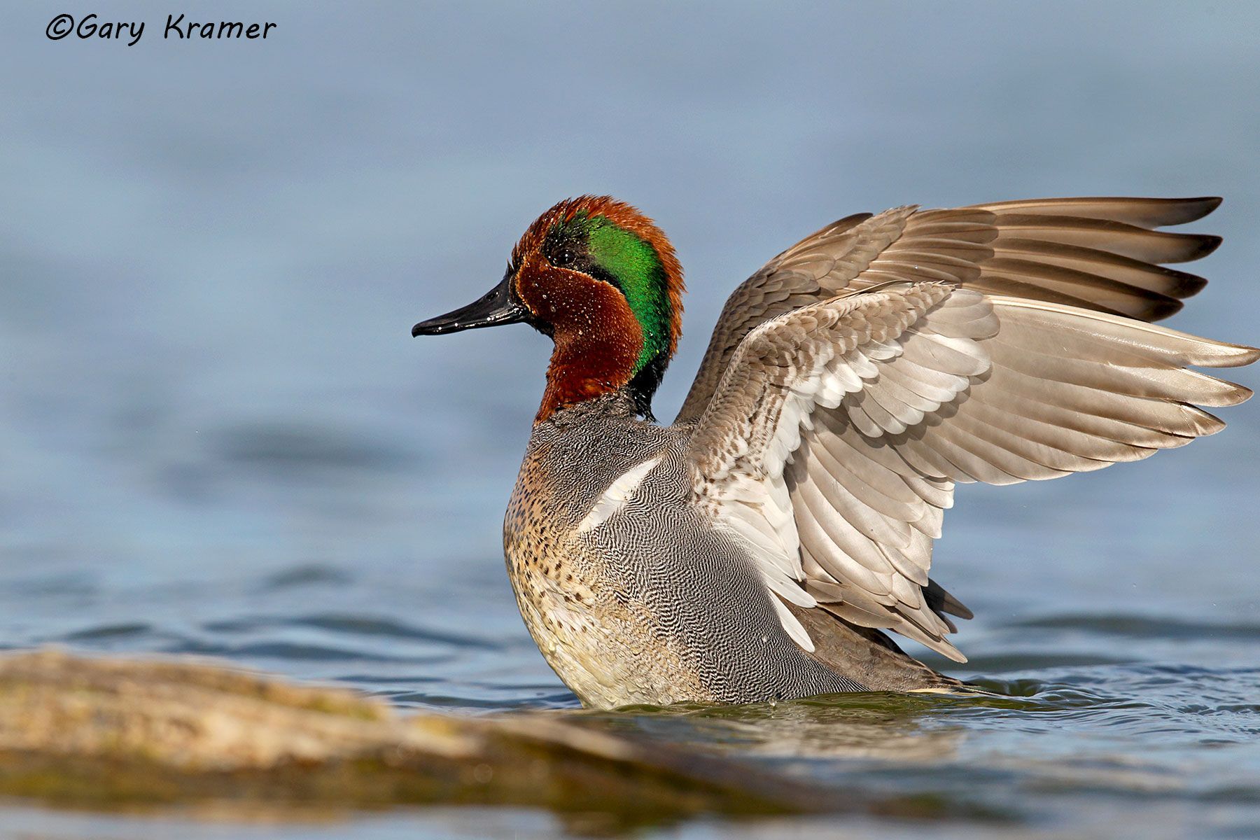 Green-winged Teal (Anas carolinensis) by GaryKramer.net, 530-934-3873, gkramer@cwo.com - Published;  Silver Creek Press 2016 Waterfowl Calendar Green-winged Teal (Anas carolinensis) - NBWTg#1319d