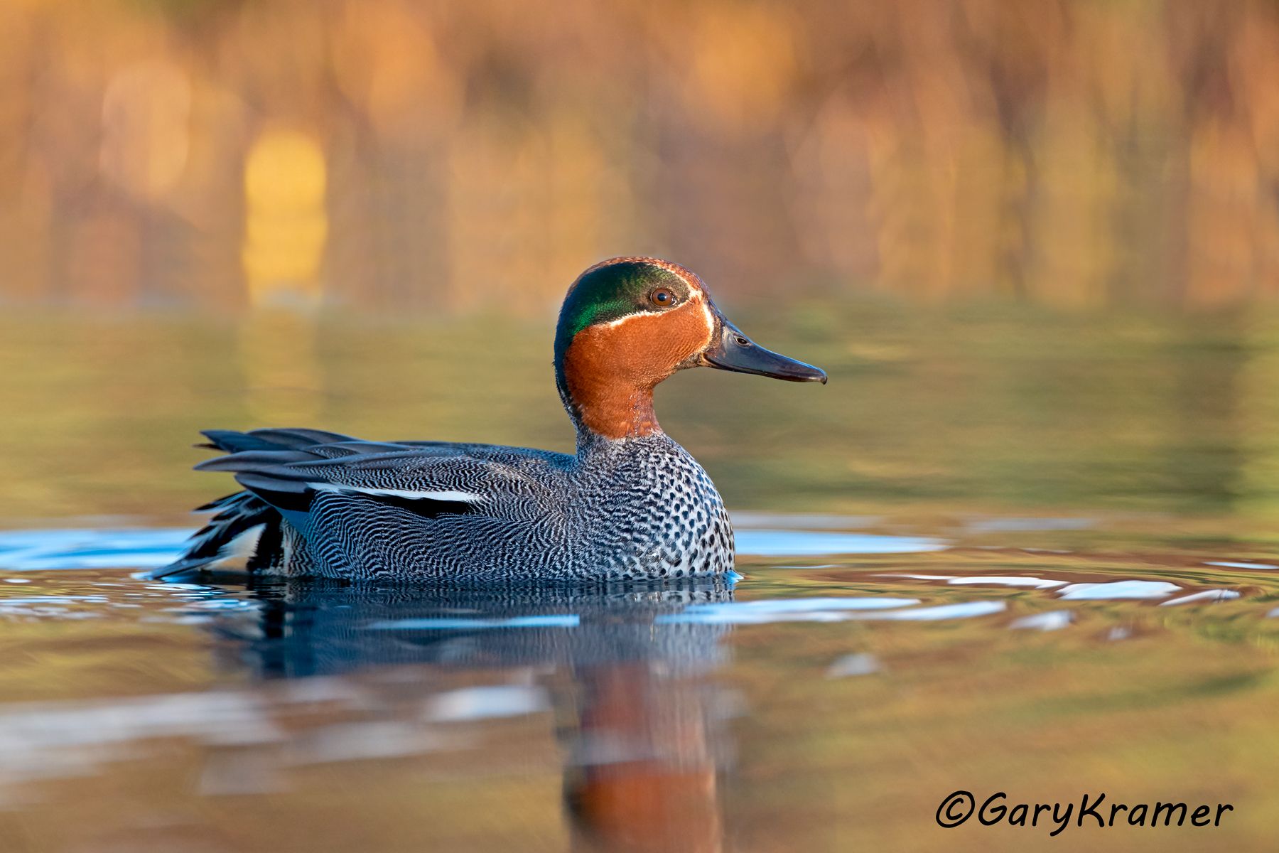 Common (Eurasian) Teal Common (Eurasian) Teal - EBWTgc#226d
