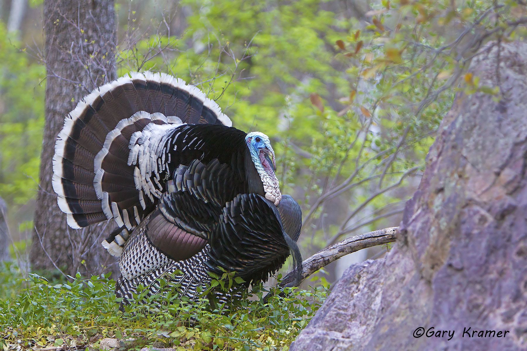 Wild Turkey (Gould's) (Meleagris gallopavo mexicana) by GaryKramer.net, 530-934-3873, gkramer@cwo.com Wild Turkey (Gould's) (Meleagris gallopavo mexicana) - NBGTg#060d