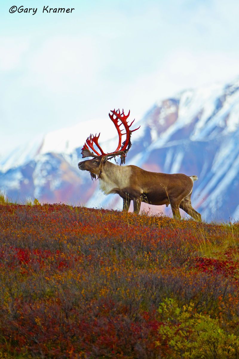 Barren Ground Caribou (Rangifer tarandus granti) by GaryKramer.net, 530-934-3873 , gkramer@cwo.com Barren Ground Caribou (Rangifer tarandus granti) - NMCb#407d