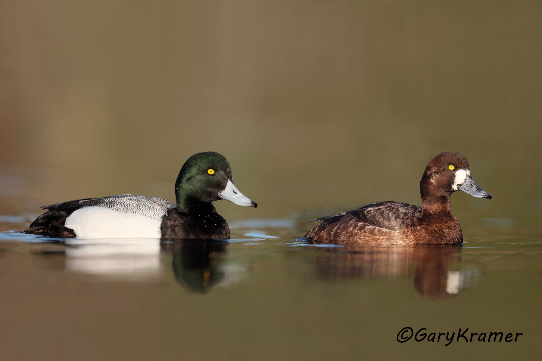 Greater Scaup (Aythya marila) - NBWSga#466d(2)