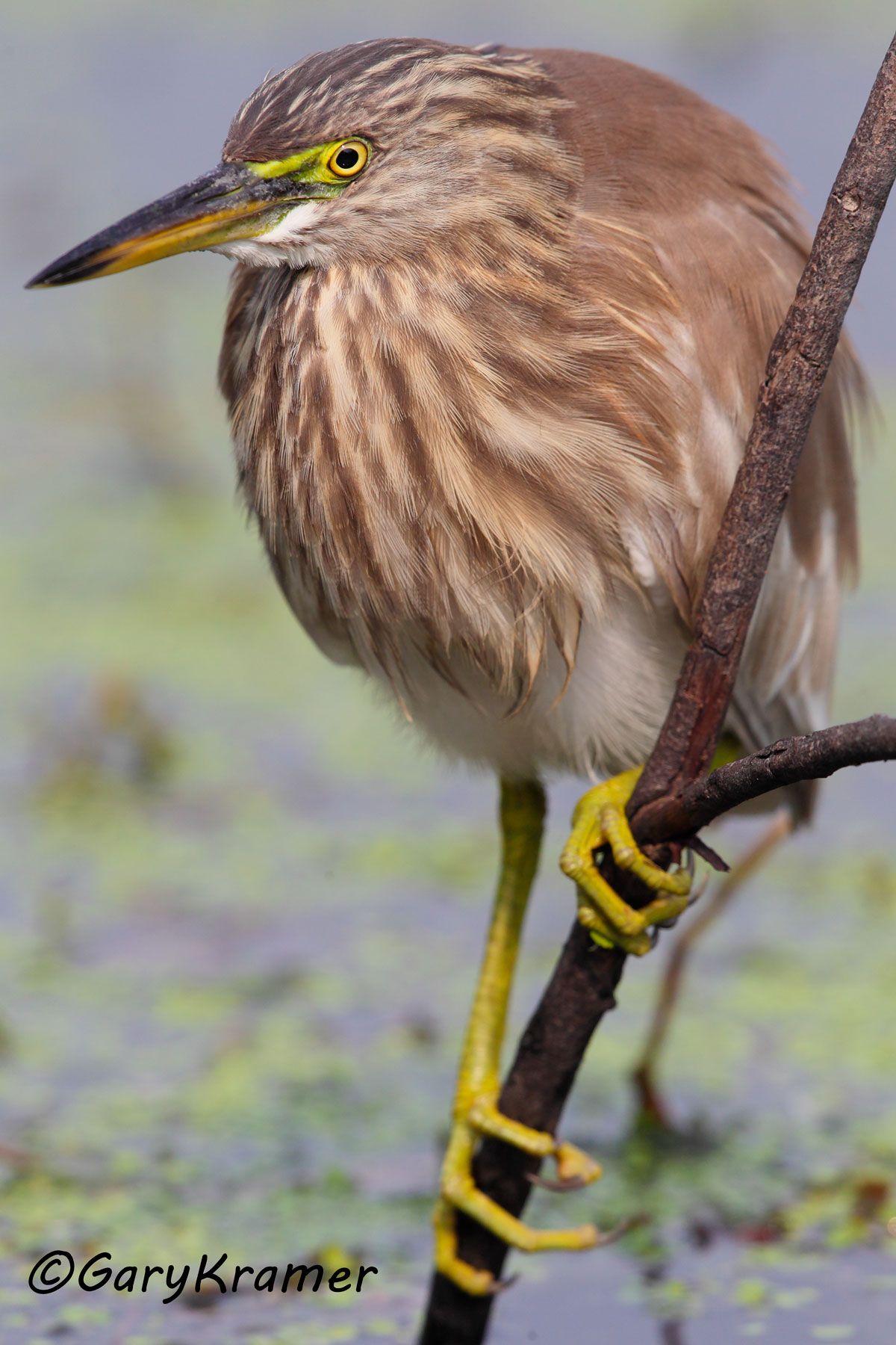 Pond Heron (Paddy Bird) (Ardeola grayii) - AsBHp#011d