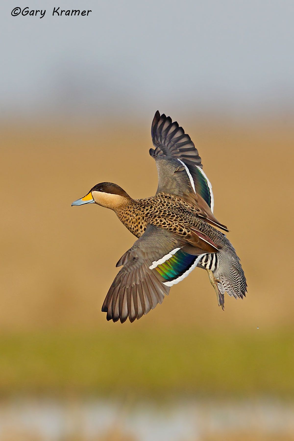 Silver Teal (Spatula versicolor)  - SBWSt#054d(2) (Argentina)