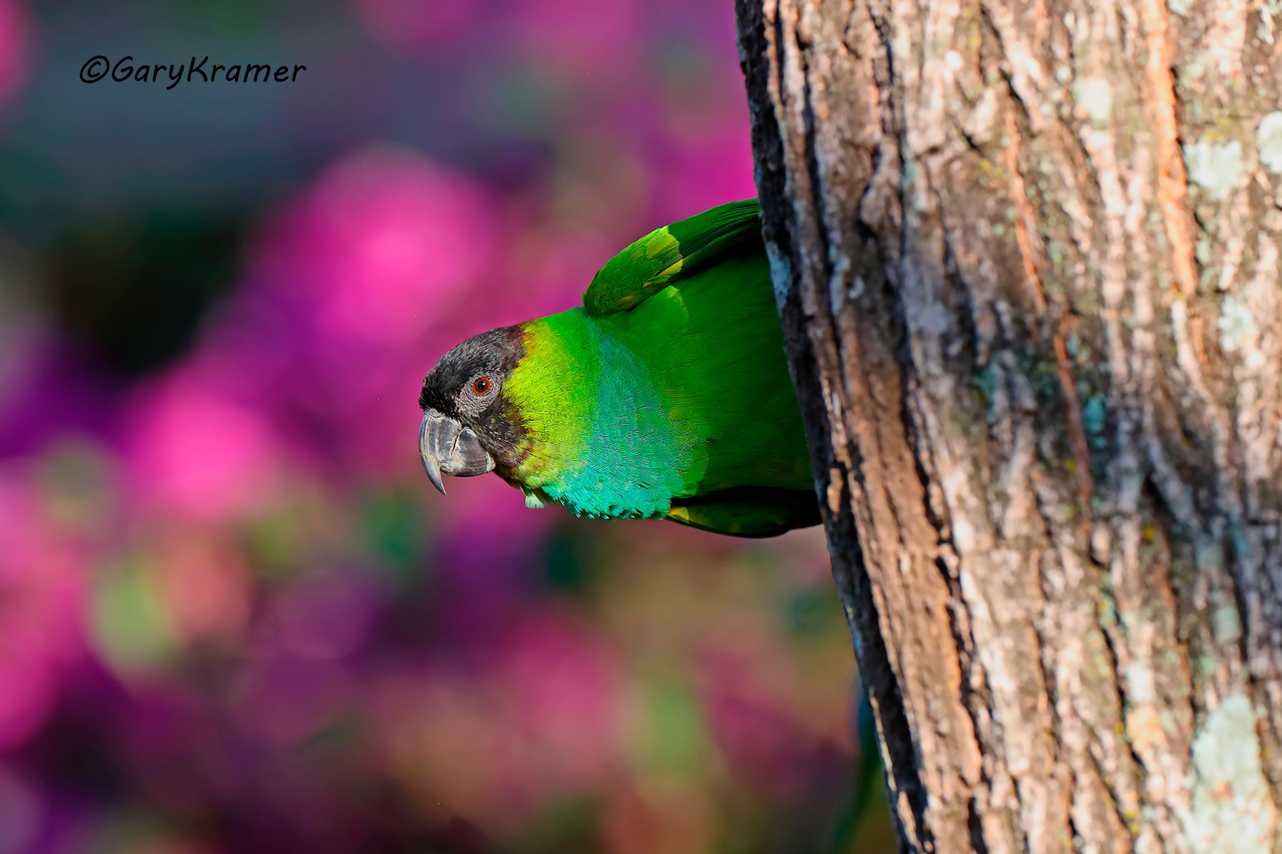 Black-hooded Parakeet (Nandayus nenday) Black-hooded Parakeet (Nandayus nenday) - SBPbh#012d