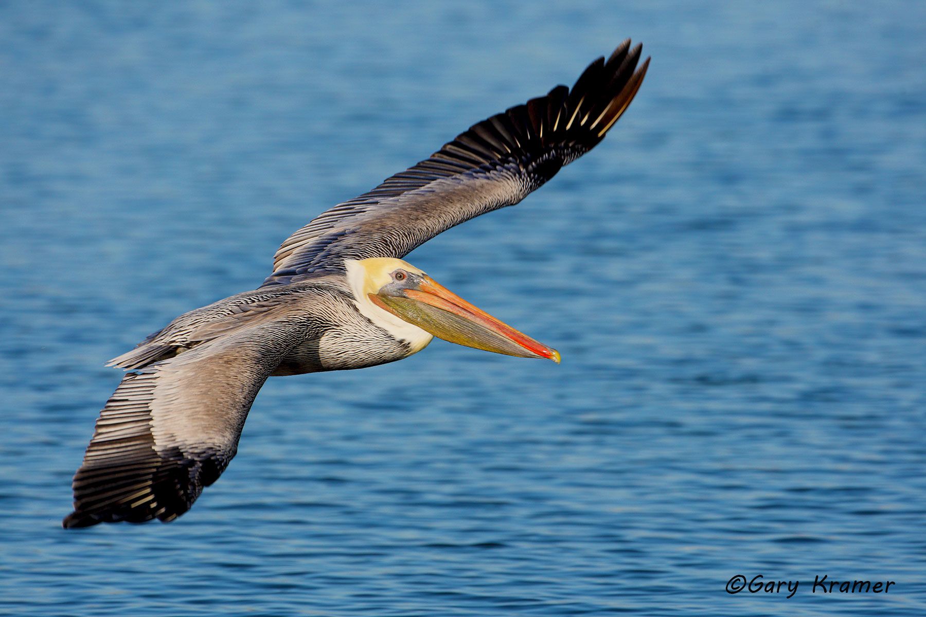 Brown Pelican (Pelicanus occidentalis) Brown Pelican (Pelicanus occidentalis) - NBPB#145d