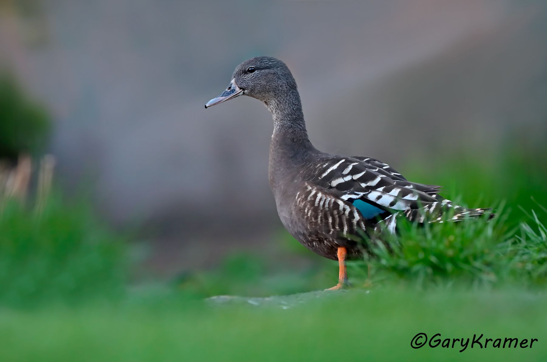 African Black Duck (Anas sparsa)  African Black Duck (Anas sparsa) - ABWB#161d (Kenya)