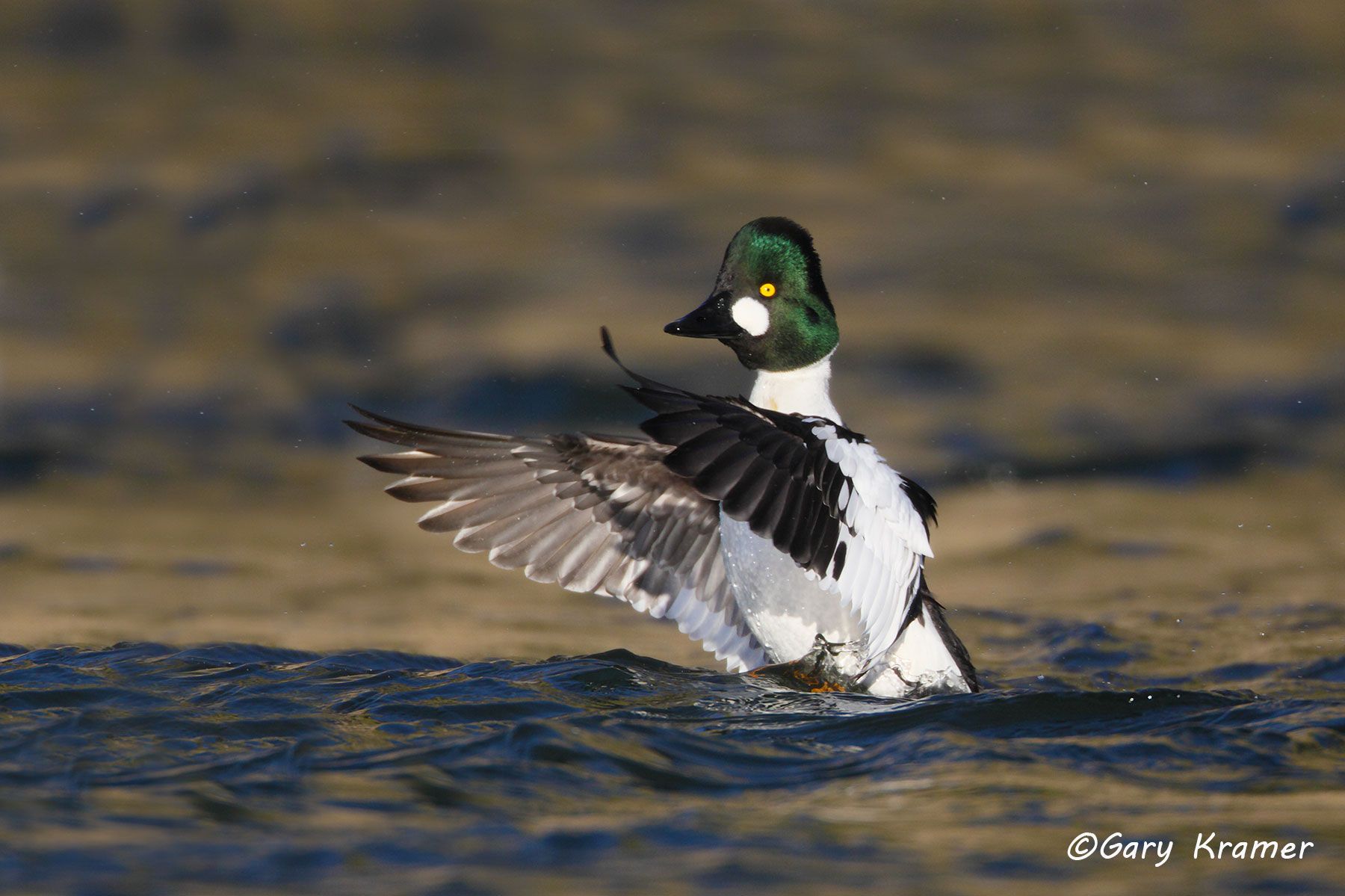 Common Goldeneye (Bucephala clangula) Common Goldeneye (Bucephala clangula) - NBWGc#449d
