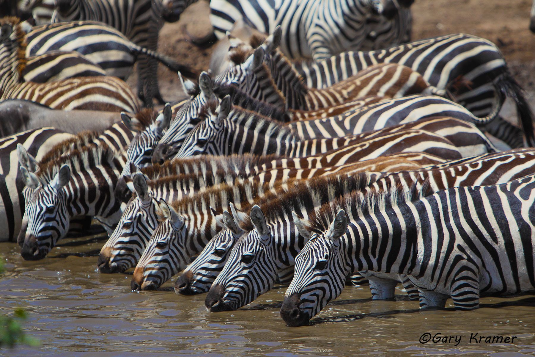 Plains Zebra (Equus quagga) - AMZ#551d.jpg
